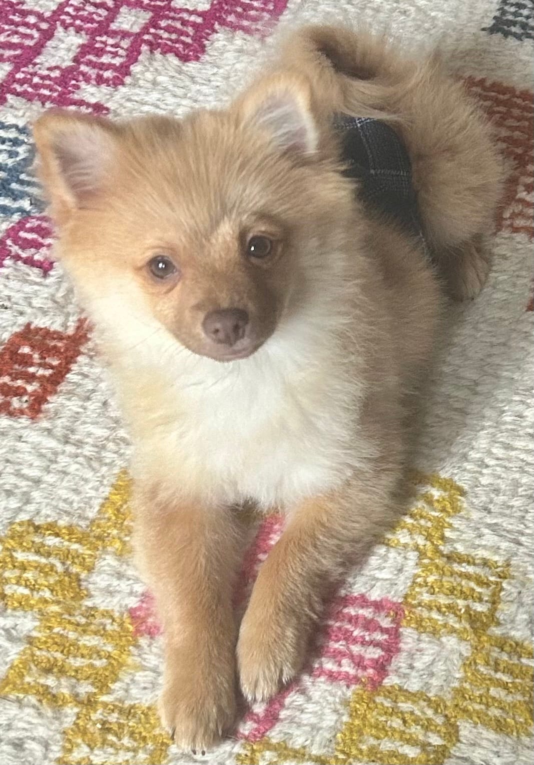Tobias – Pomeranian puppy for sale in Bentonville, AR