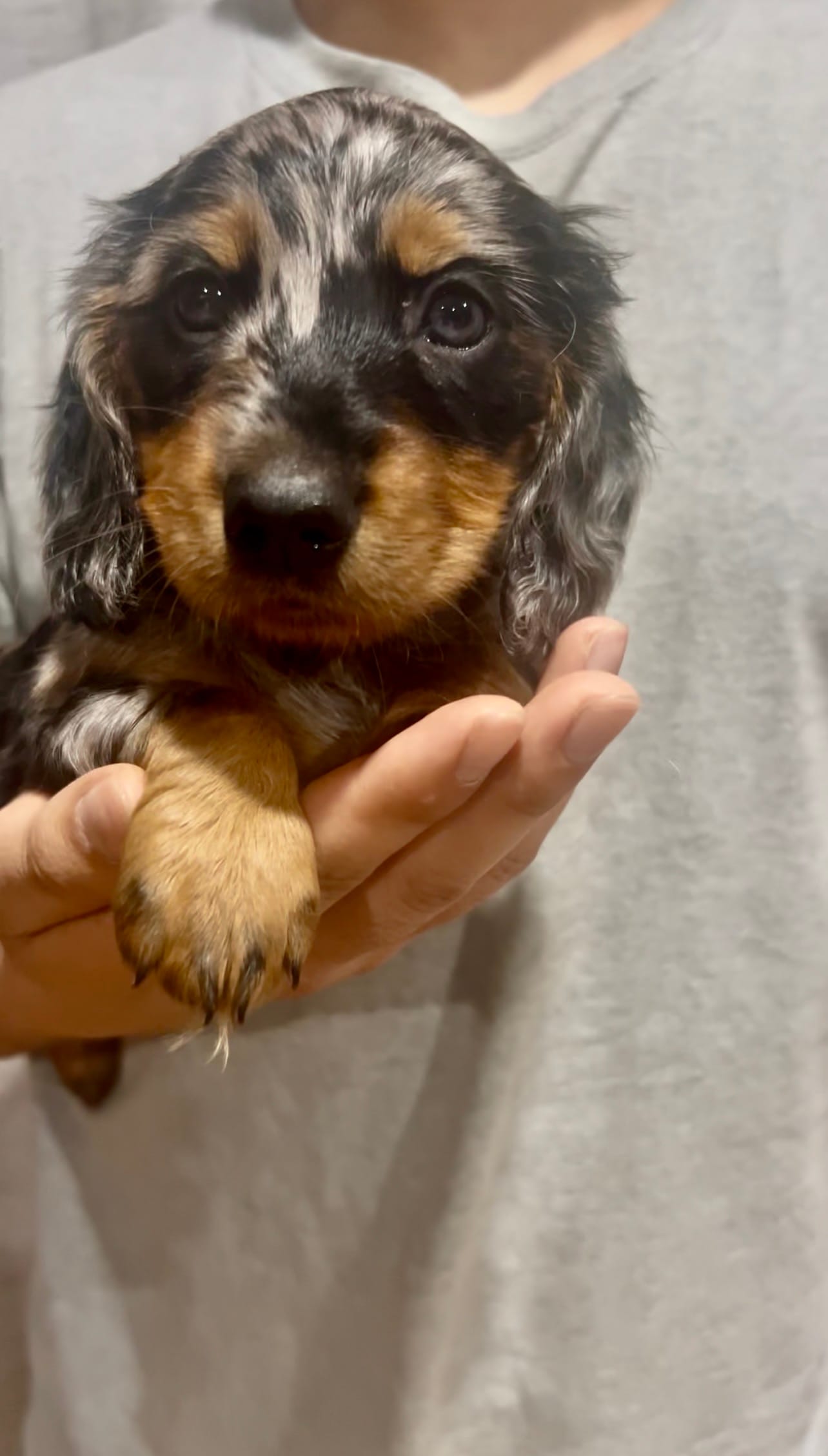 Flower – Dachshund puppy for sale in Fontana, CA