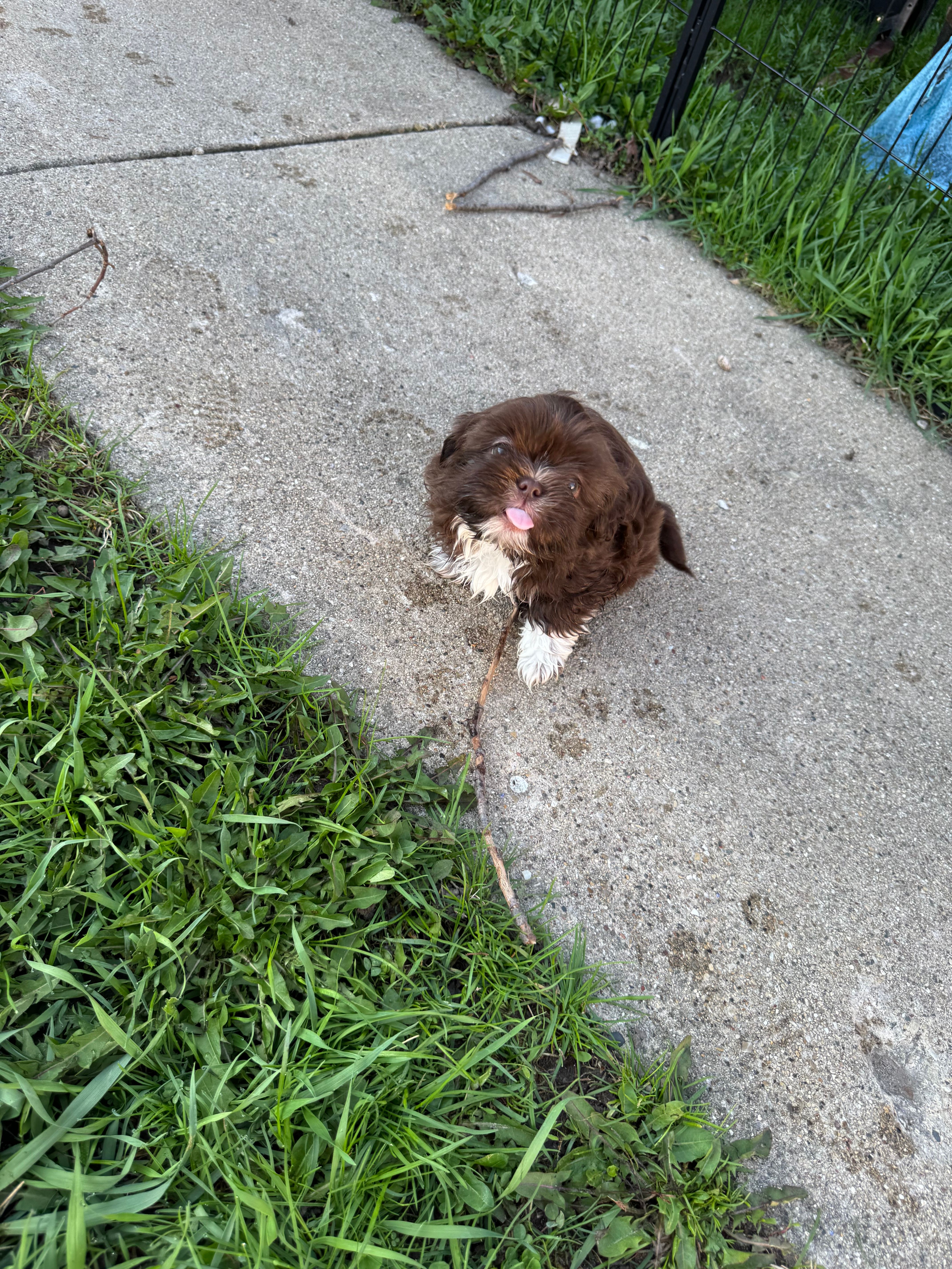 Chippy  – Lhasa Apso, Shih Tzu puppy for sale in Kenosha, WI