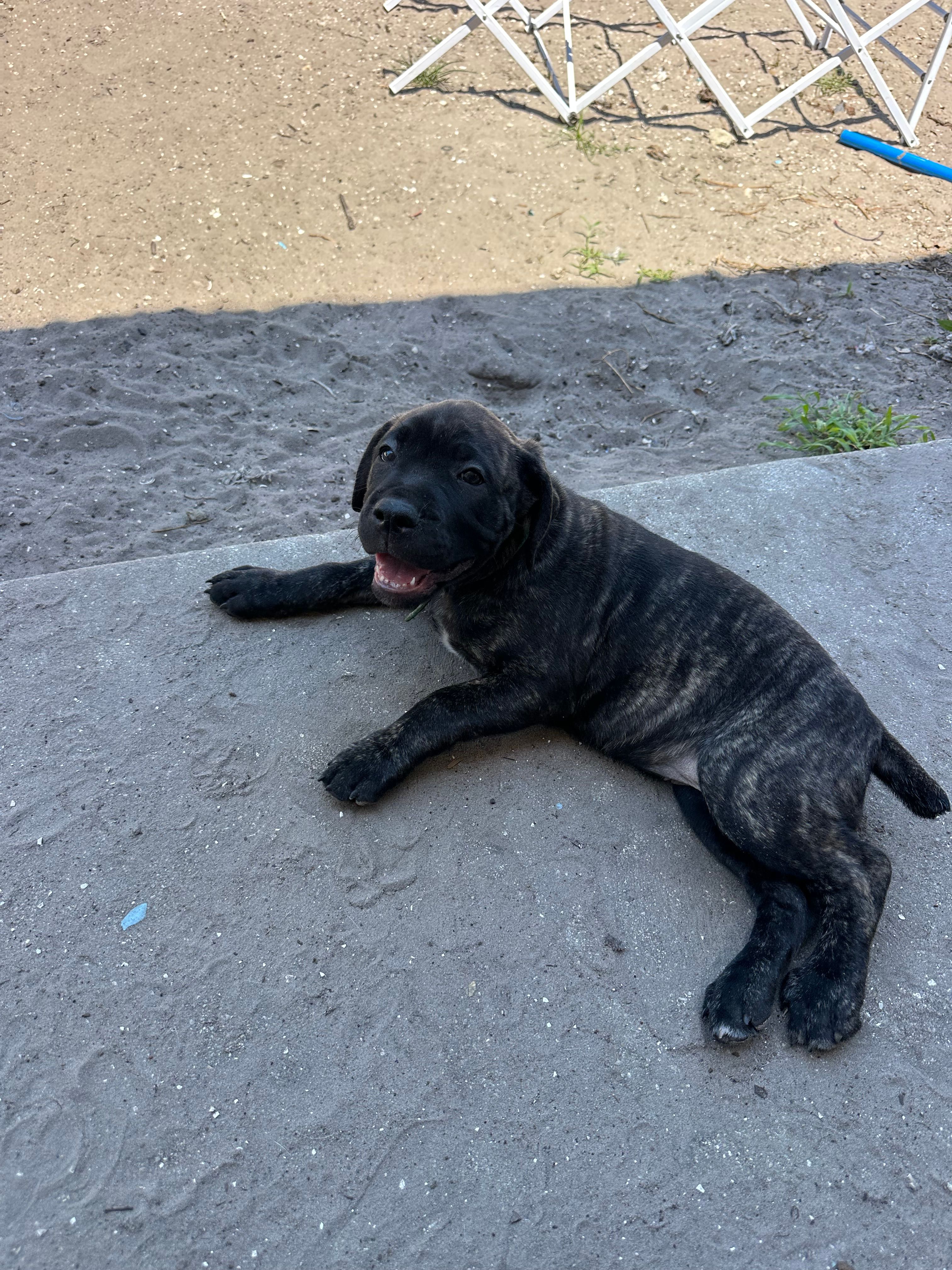 Memorial Day Sale Pink – Cane Corso puppy for sale in Sarasota, FL