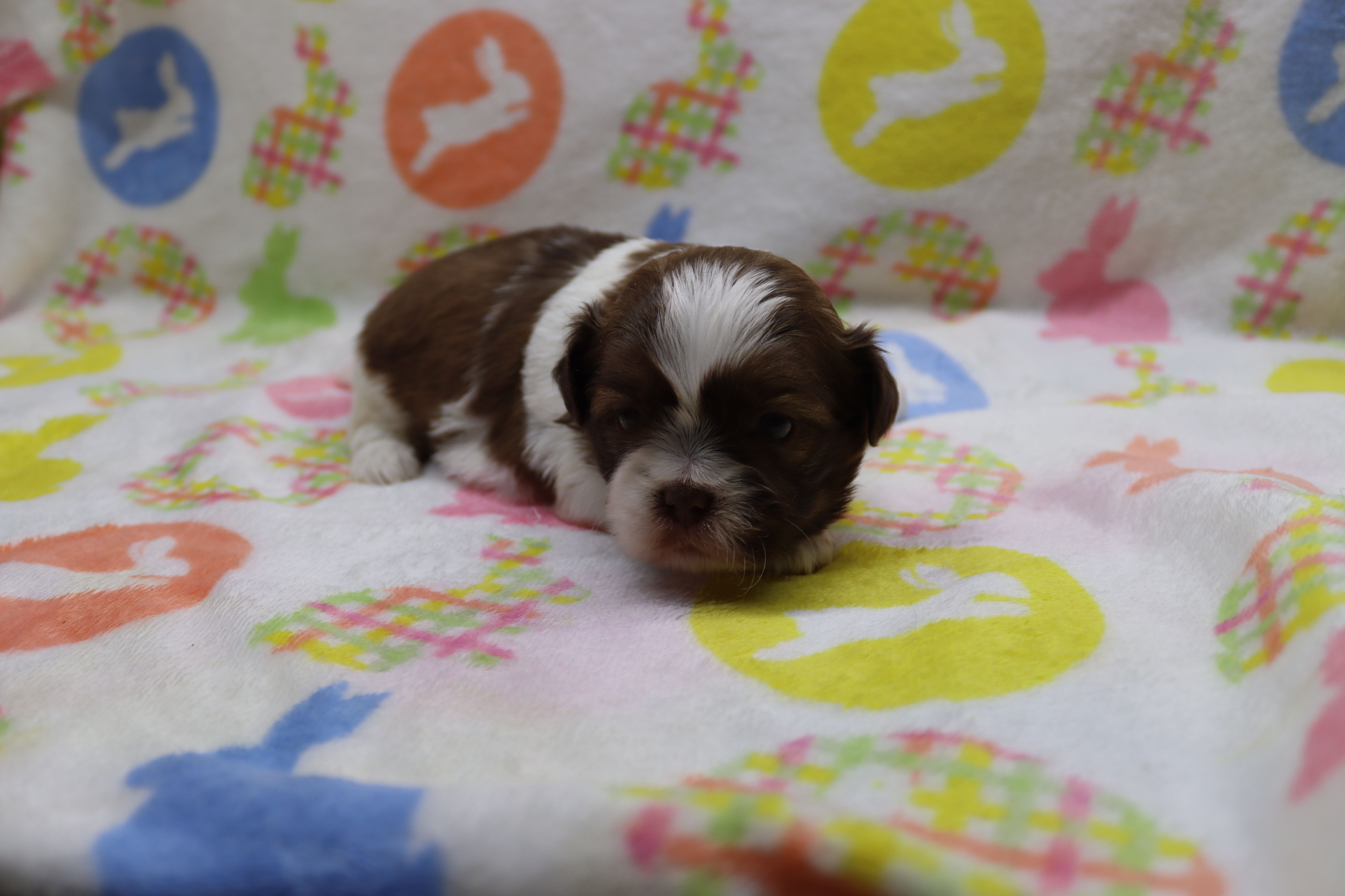 jordan – Shih Tzu puppy for sale in Cromwell, IN