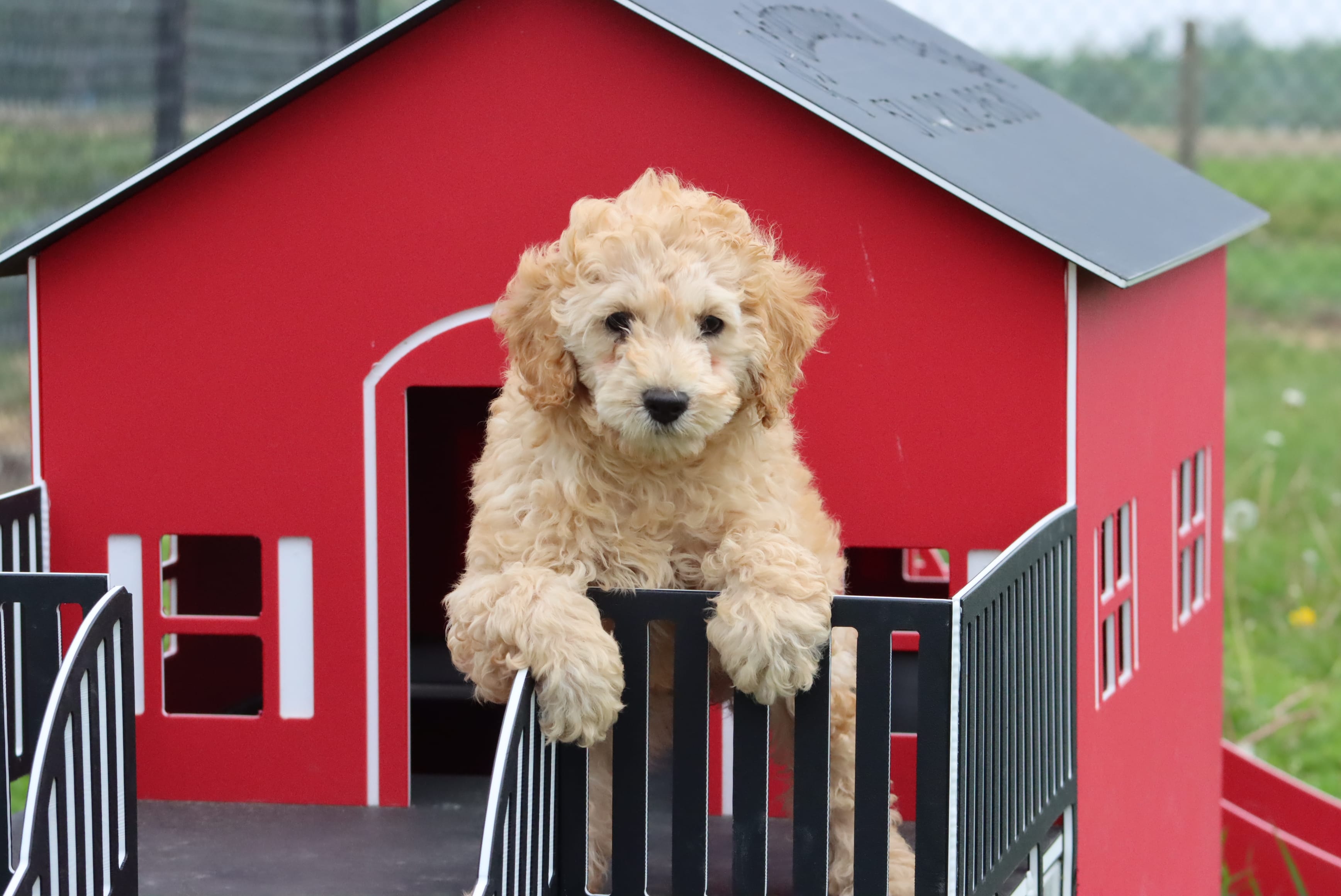 Vicki  – Poodle - Miniature  puppy for sale in Cromwell, IN