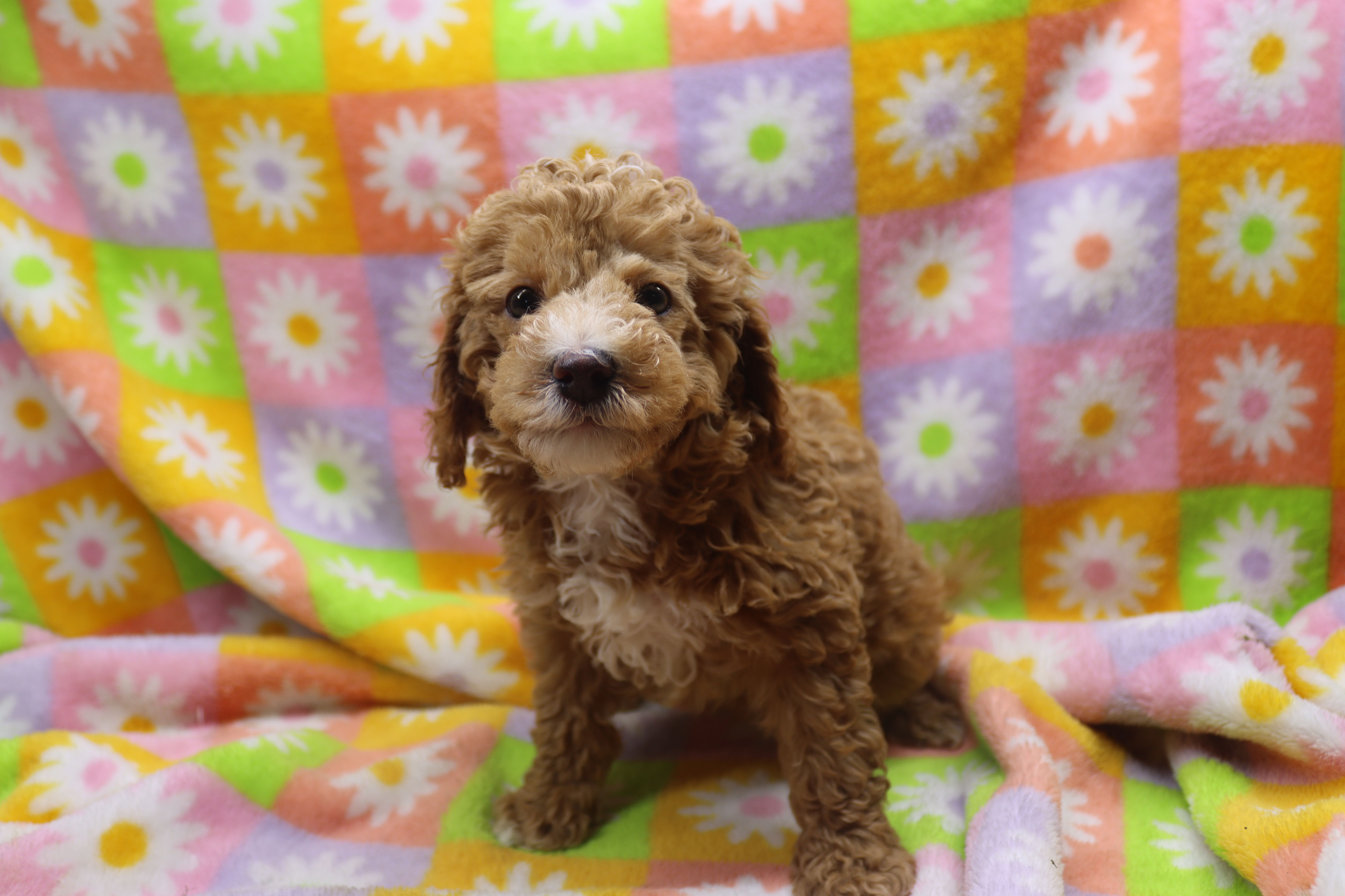 Violet – Poodle - Miniature  puppy for sale in Cromwell, IN