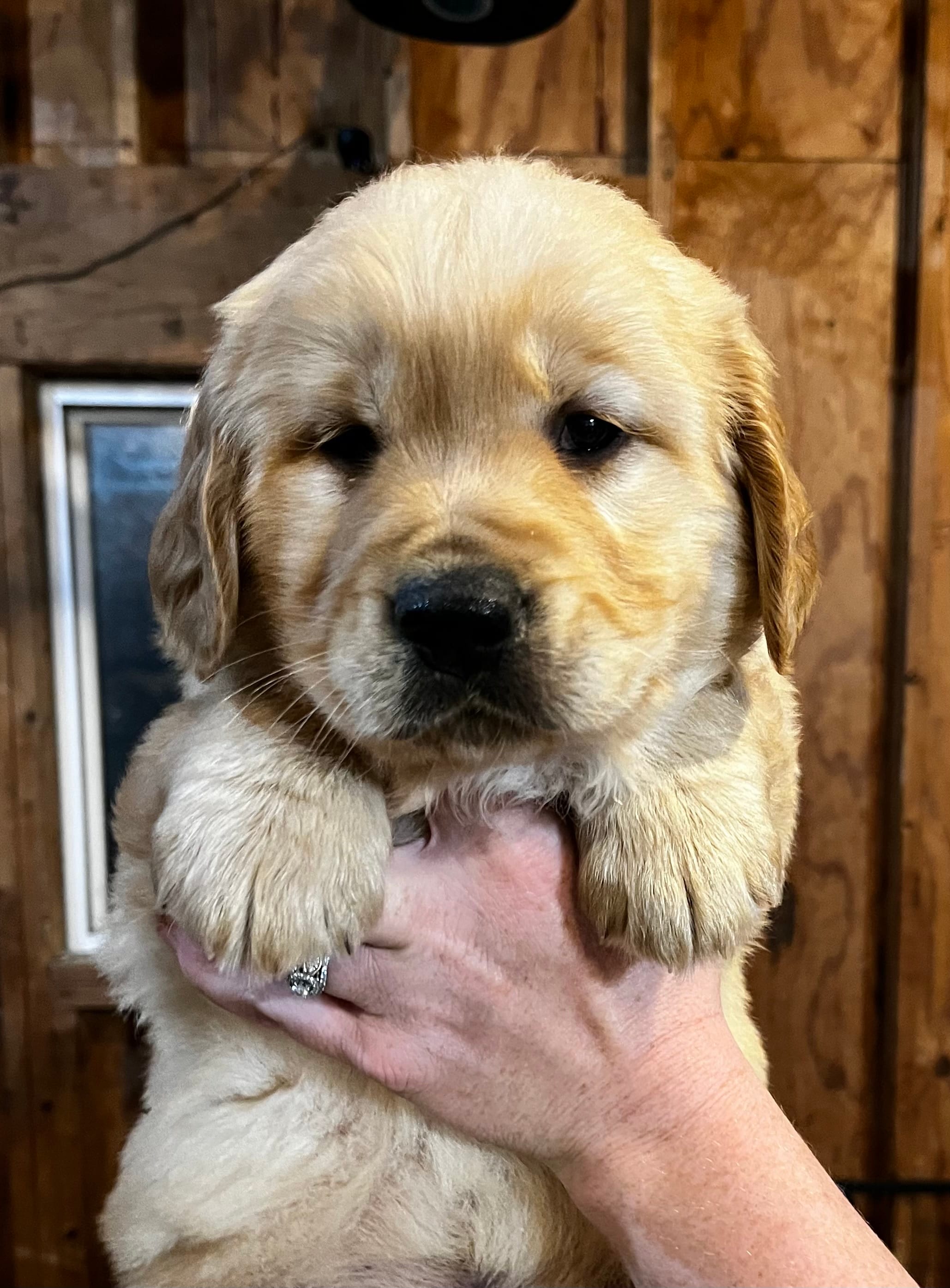 Male 4 R – Golden Retriever puppy for sale in Oconee, IL