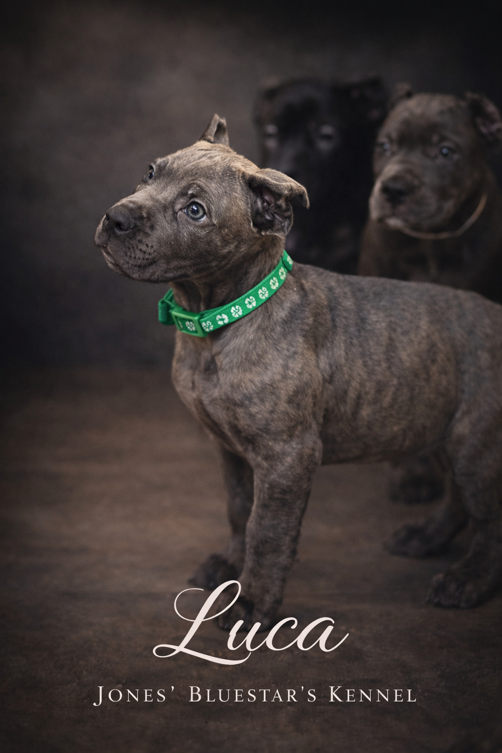 Rico – Cane Corso puppy for sale in Anderson, IN