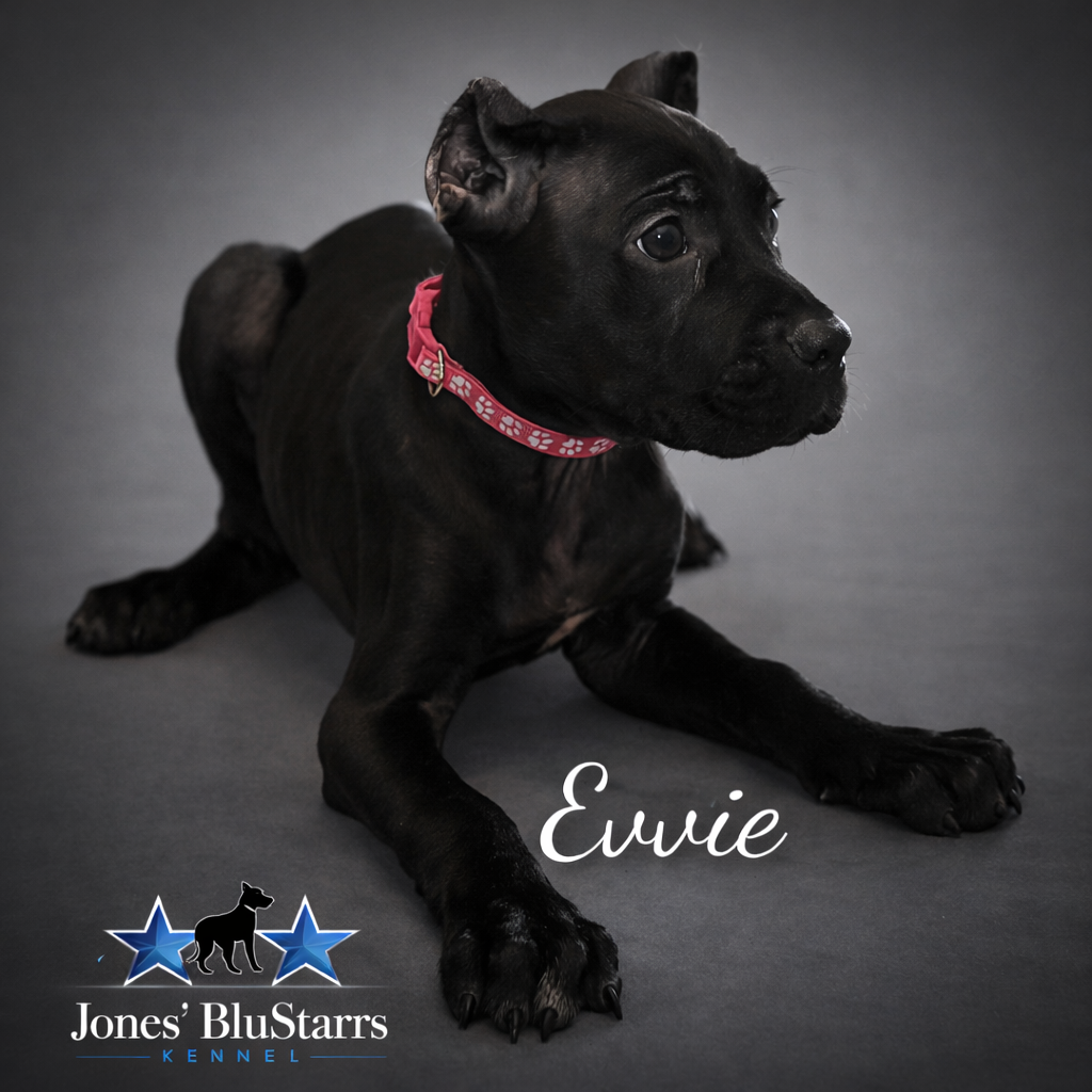 Evvie – Cane Corso puppy for sale in Anderson, IN