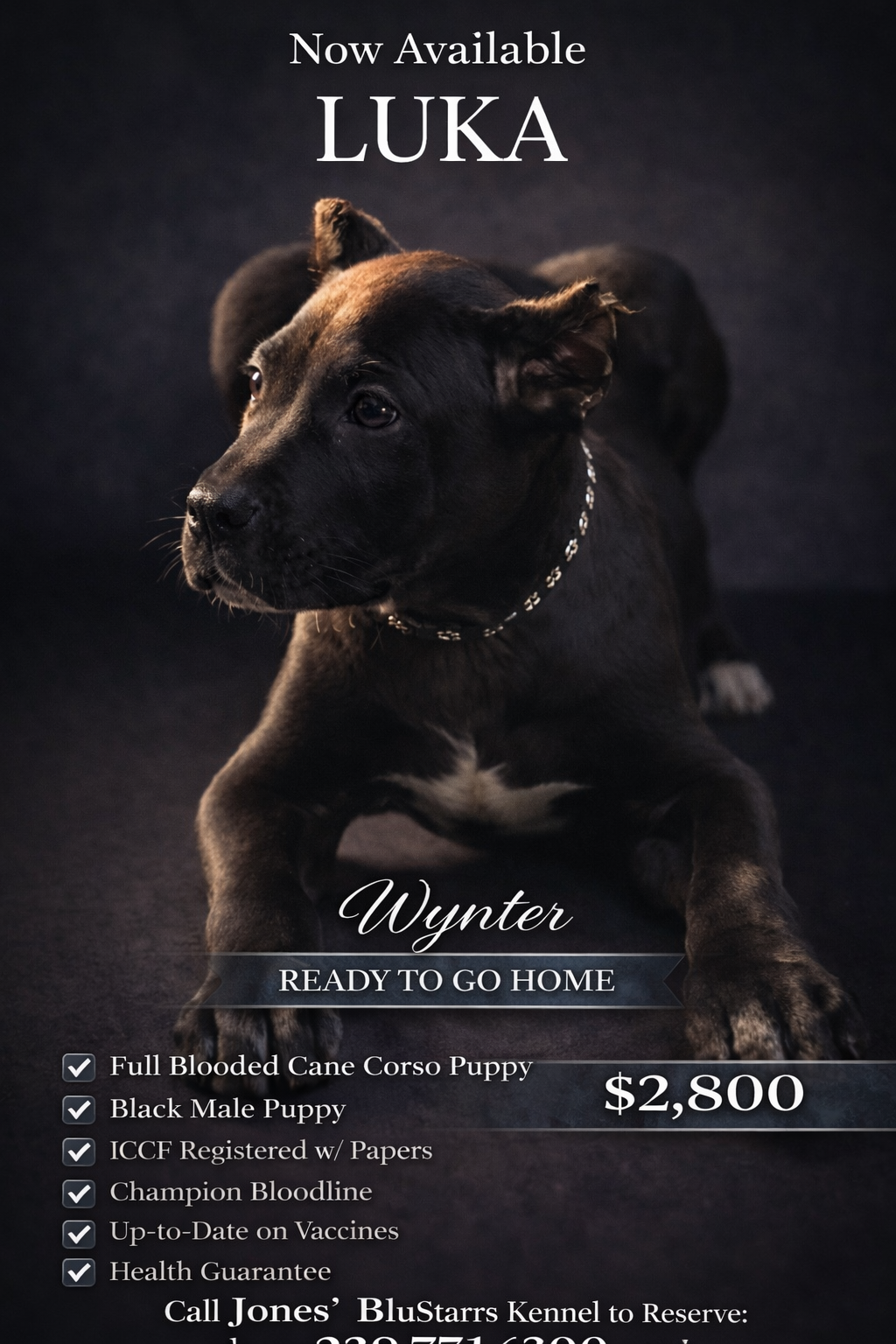Luka – Cane Corso puppy for sale in Anderson, IN