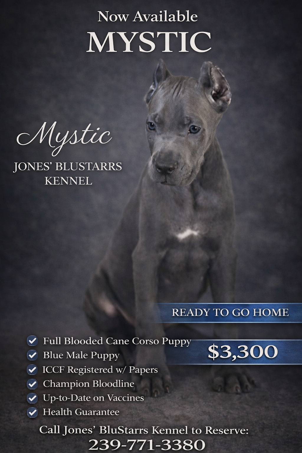 Mystic – Cane Corso puppy for sale in Anderson, IN