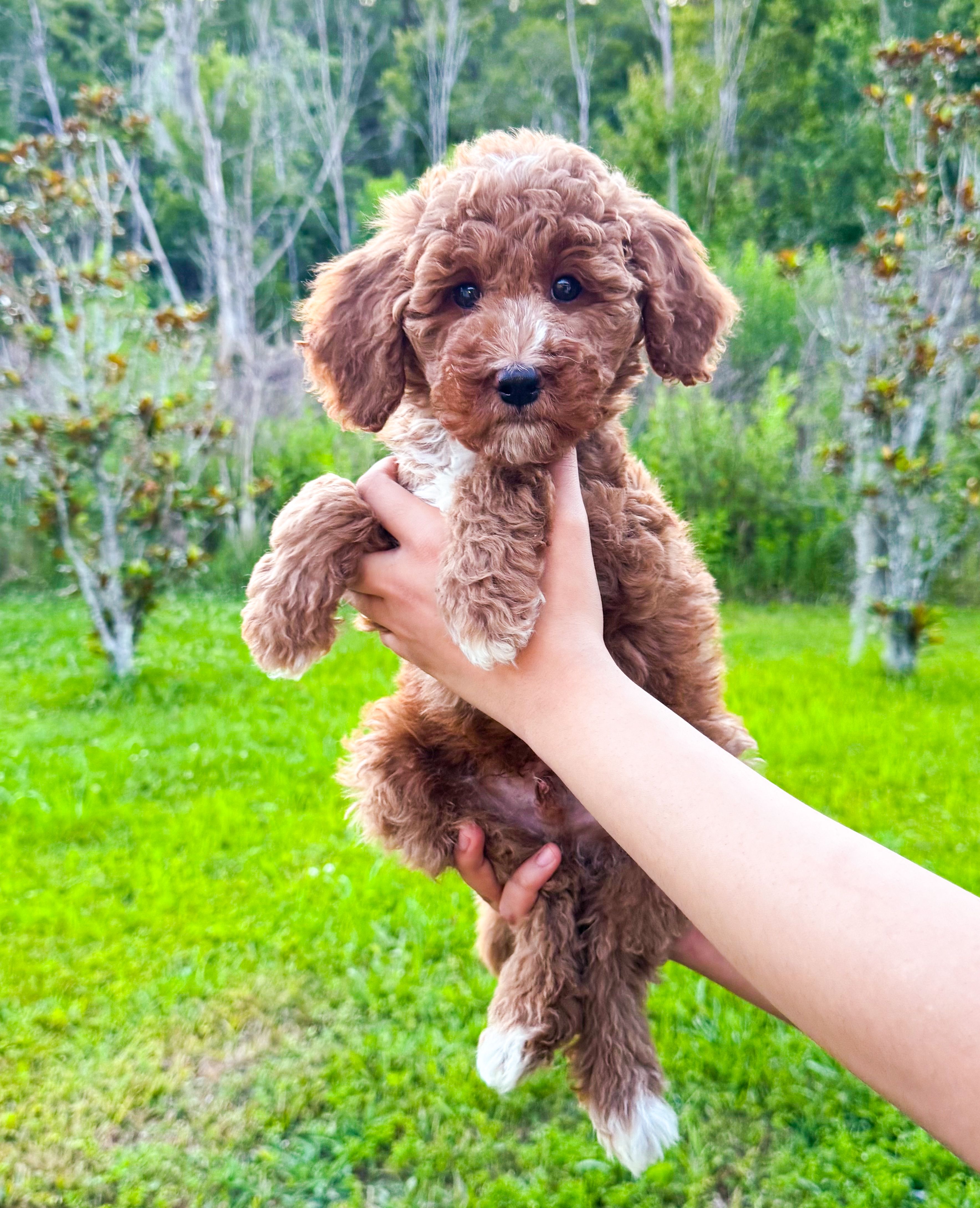 Kiwi  – Goldendoodle puppy for sale in Orlando, FL