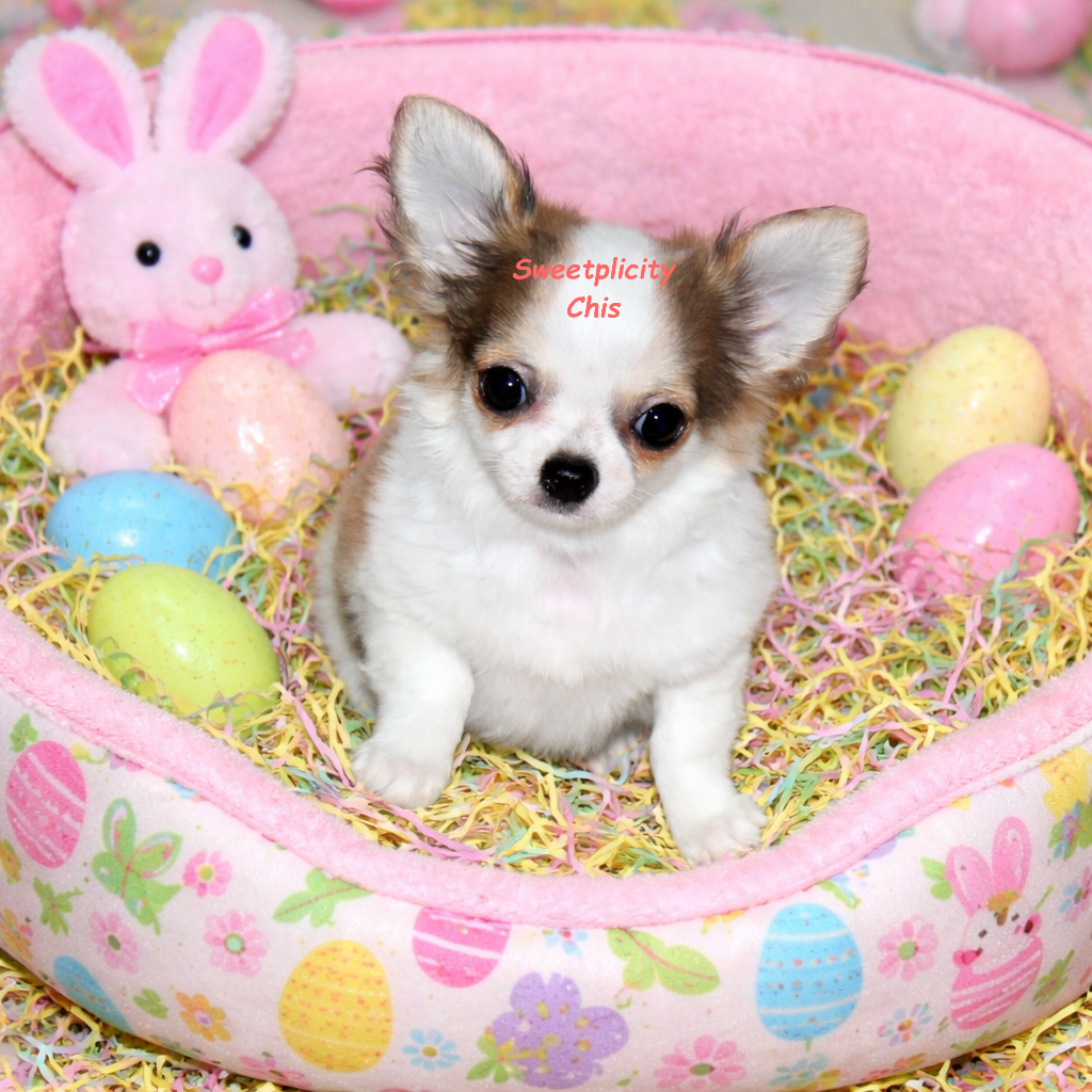 Casey red sable & white – Chihuahua puppy for sale in Ridgeville, SC