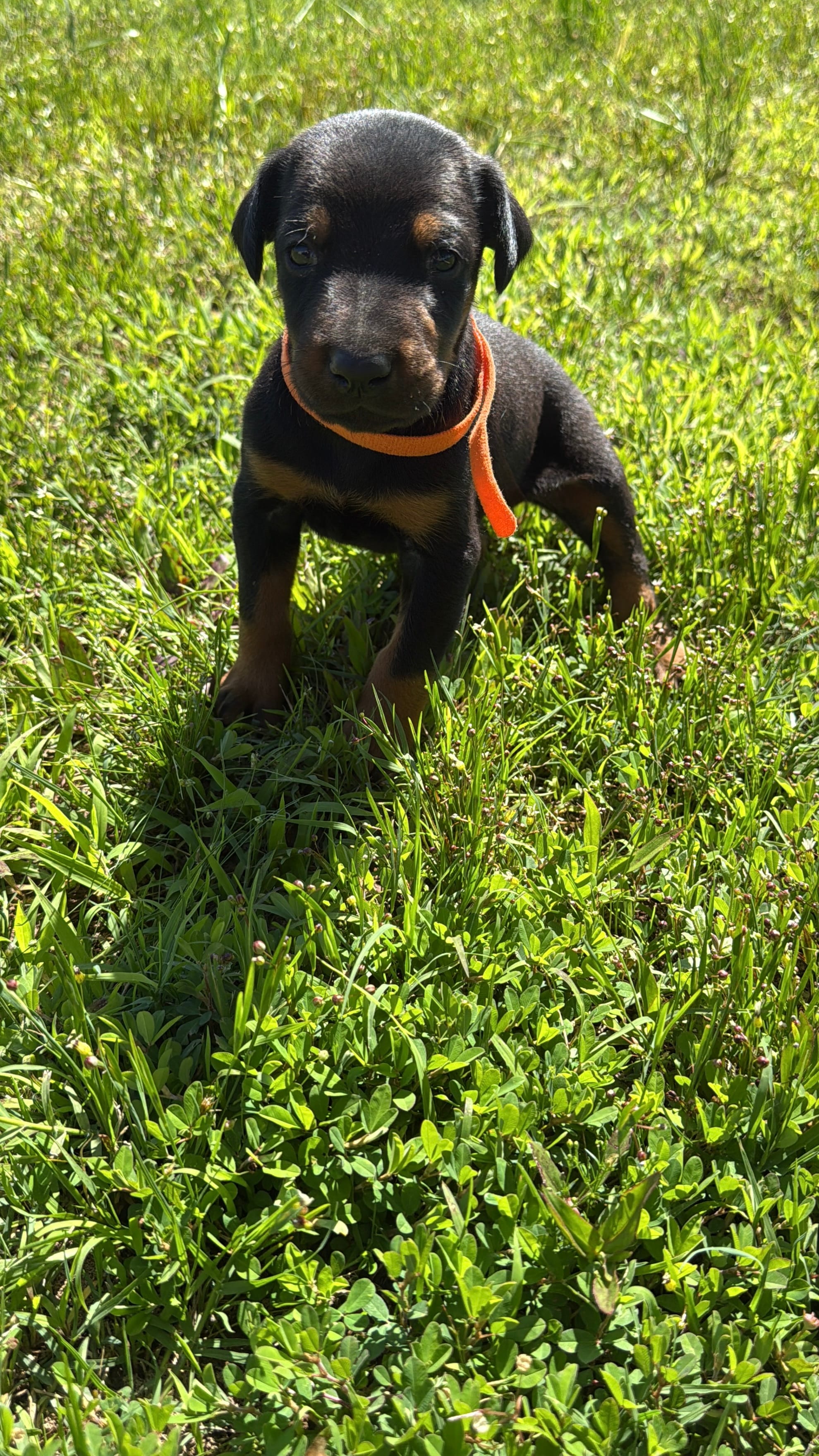 Thunder – Doberman Pinscher puppy for sale in Spiro, OK