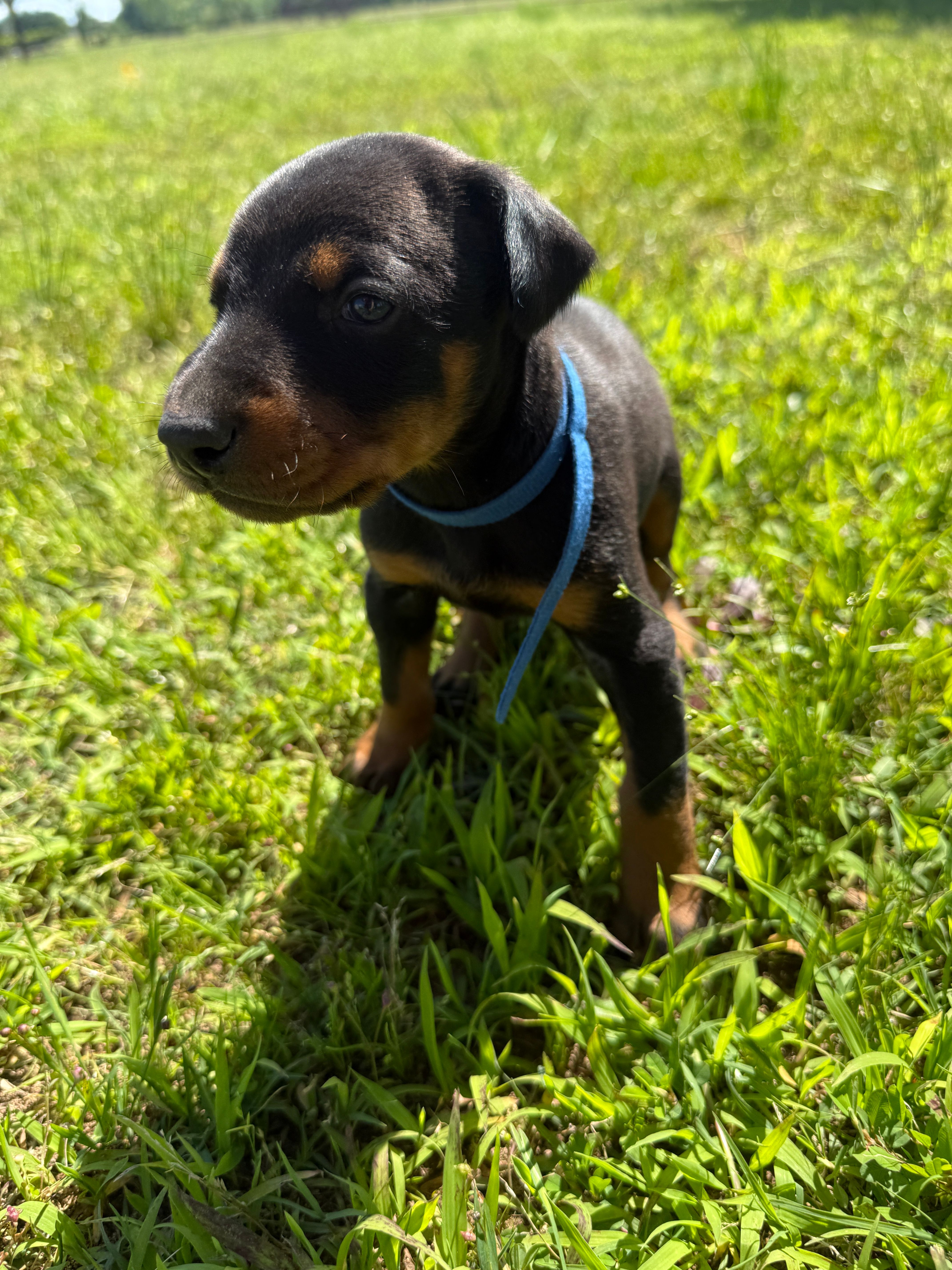 Cowboy – Doberman Pinscher puppy for sale in Spiro, OK