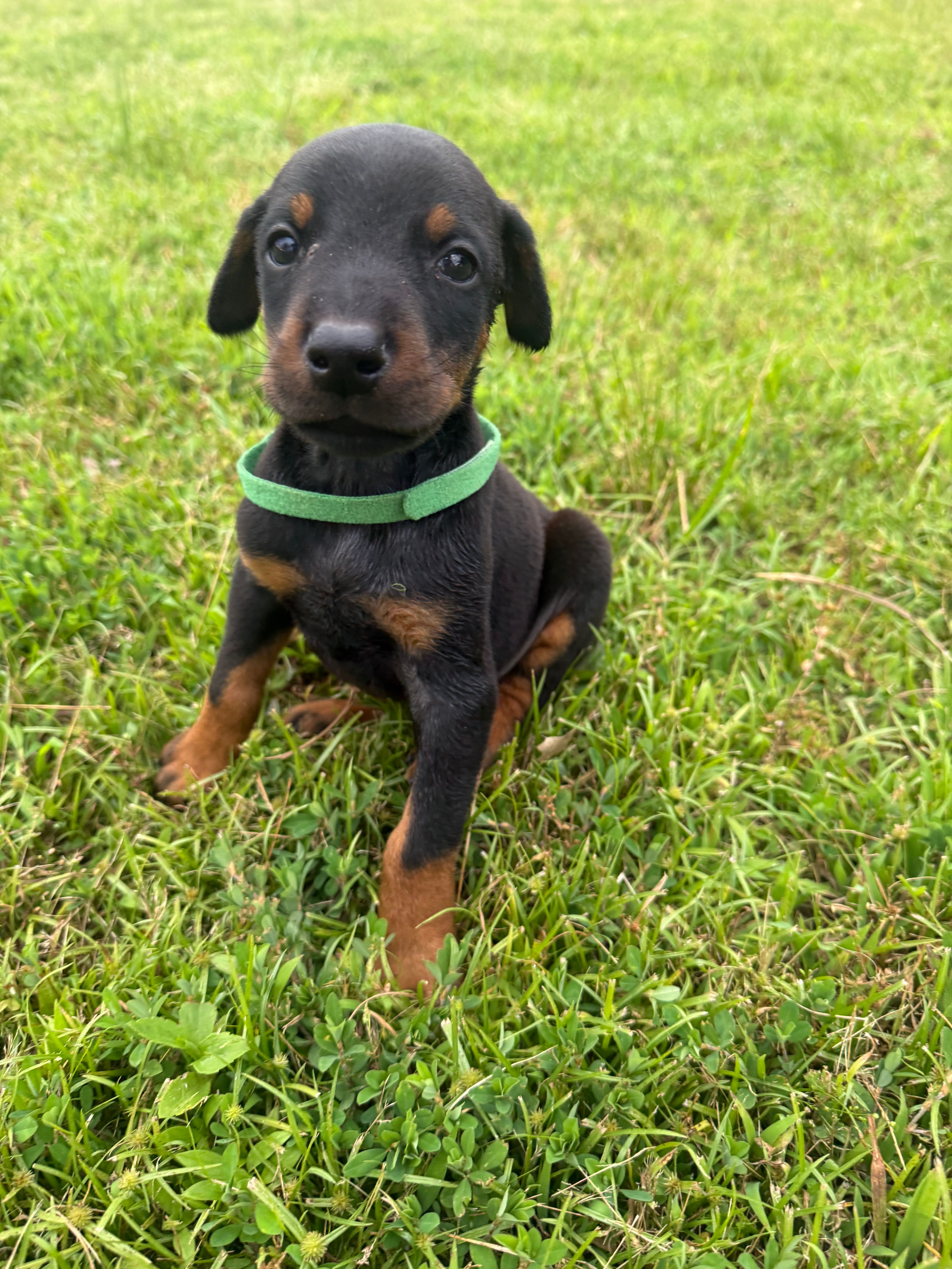 Gus – Doberman Pinscher puppy for sale in Spiro, OK