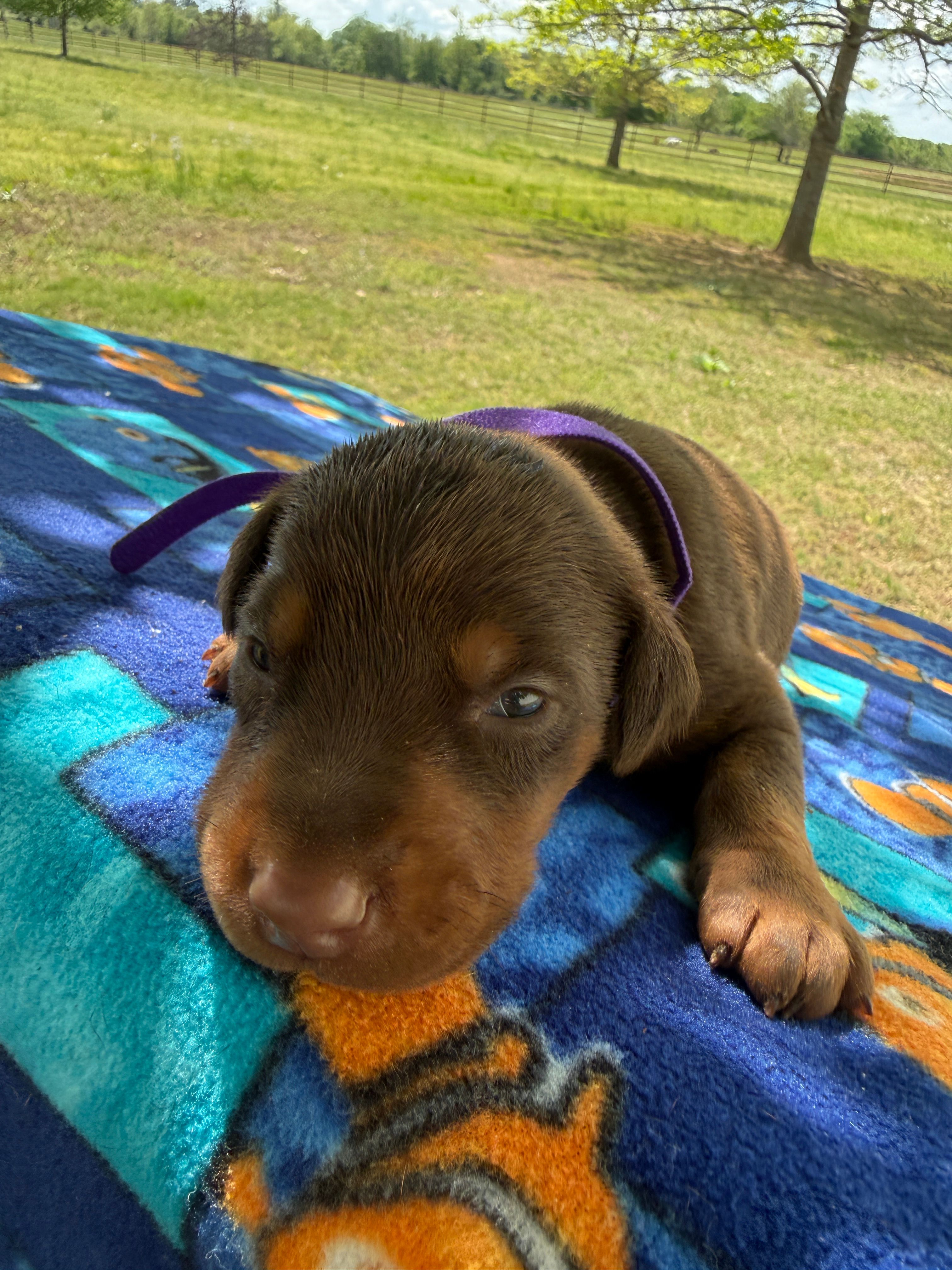 McKenna – Doberman Pinscher puppy for sale in Spiro, OK