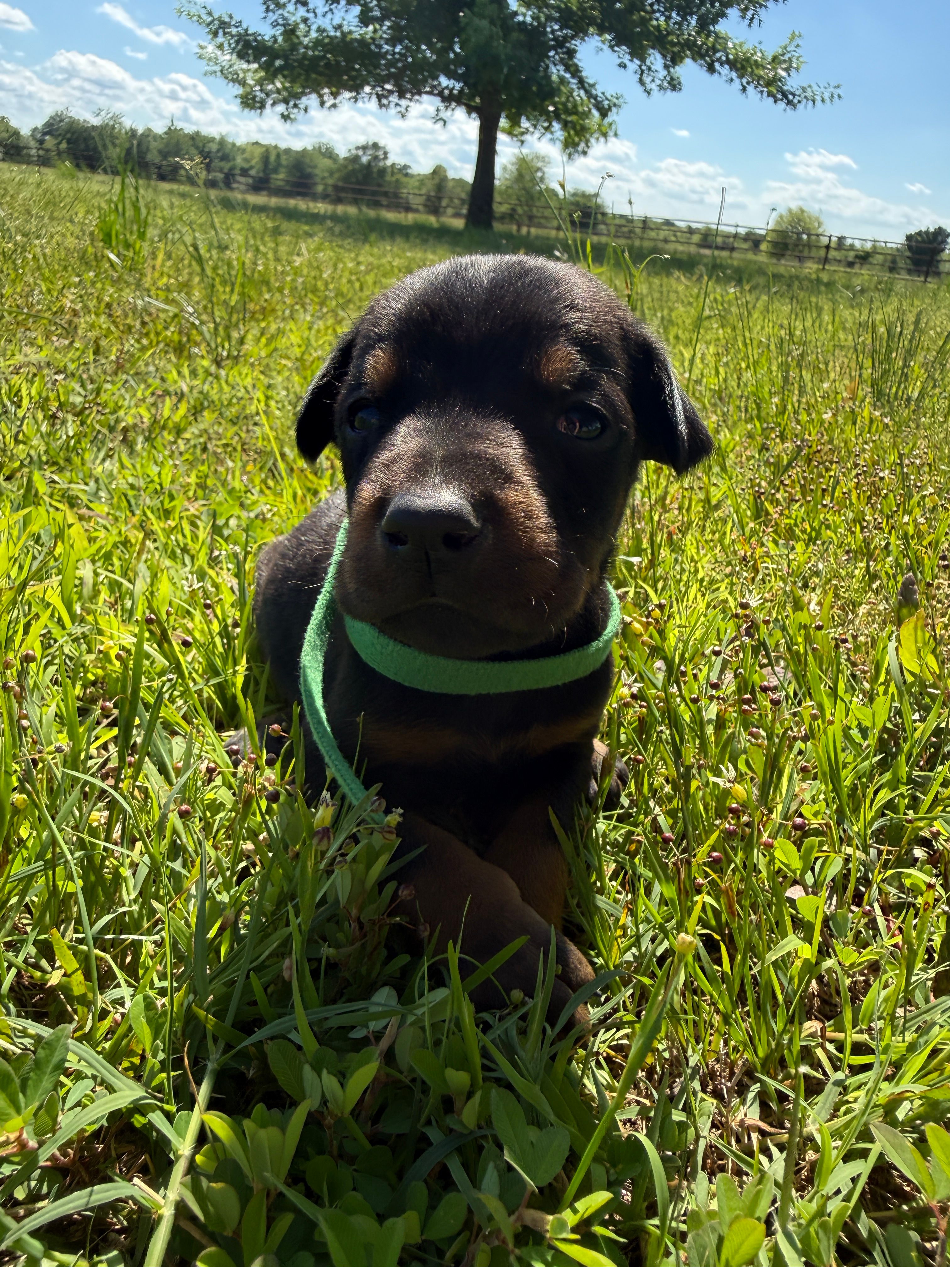 Boomer – Doberman Pinscher puppy for sale in Spiro, OK