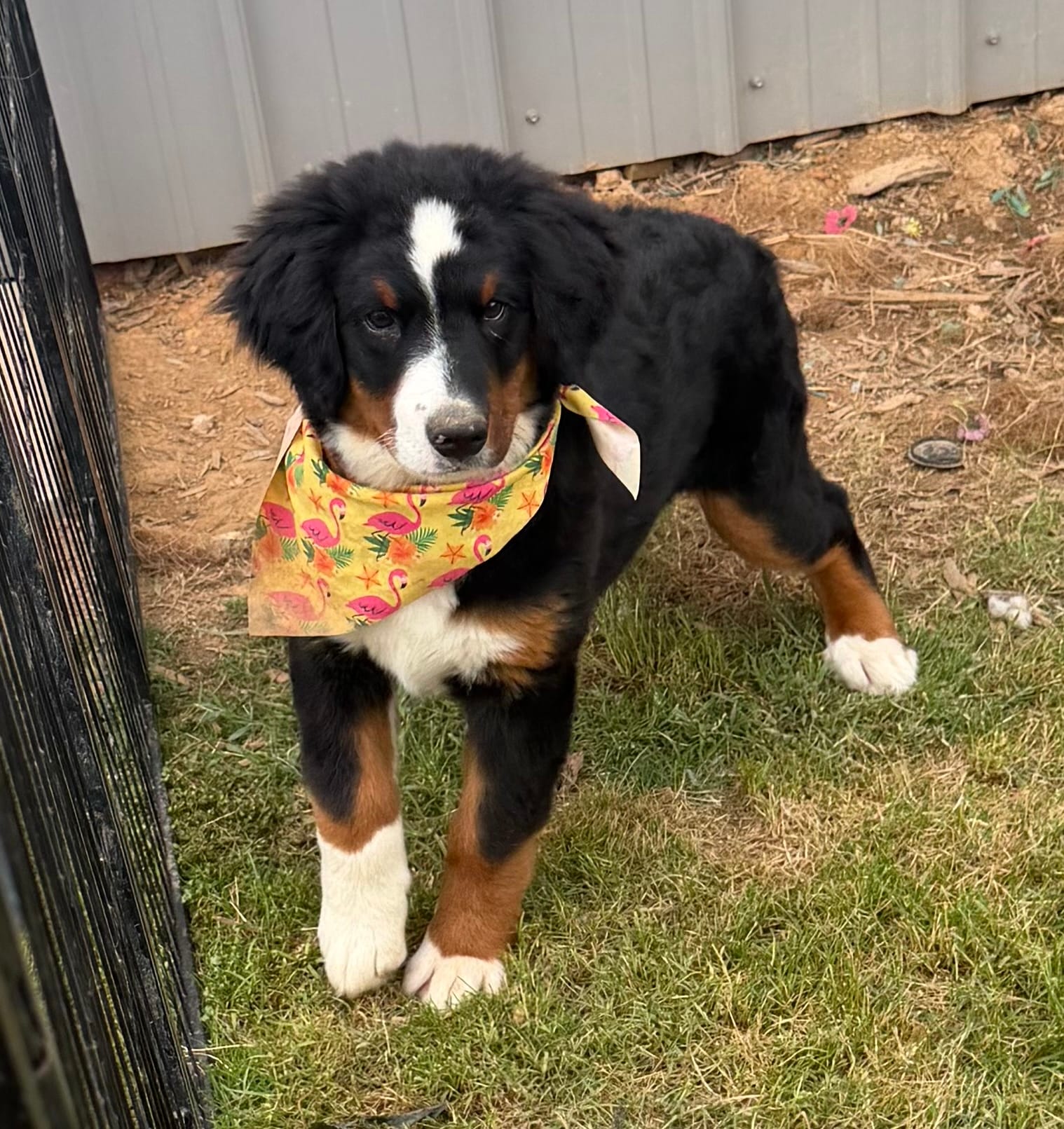 Ruby – Bernese Mountain Dog puppy for sale in Plainville, GA