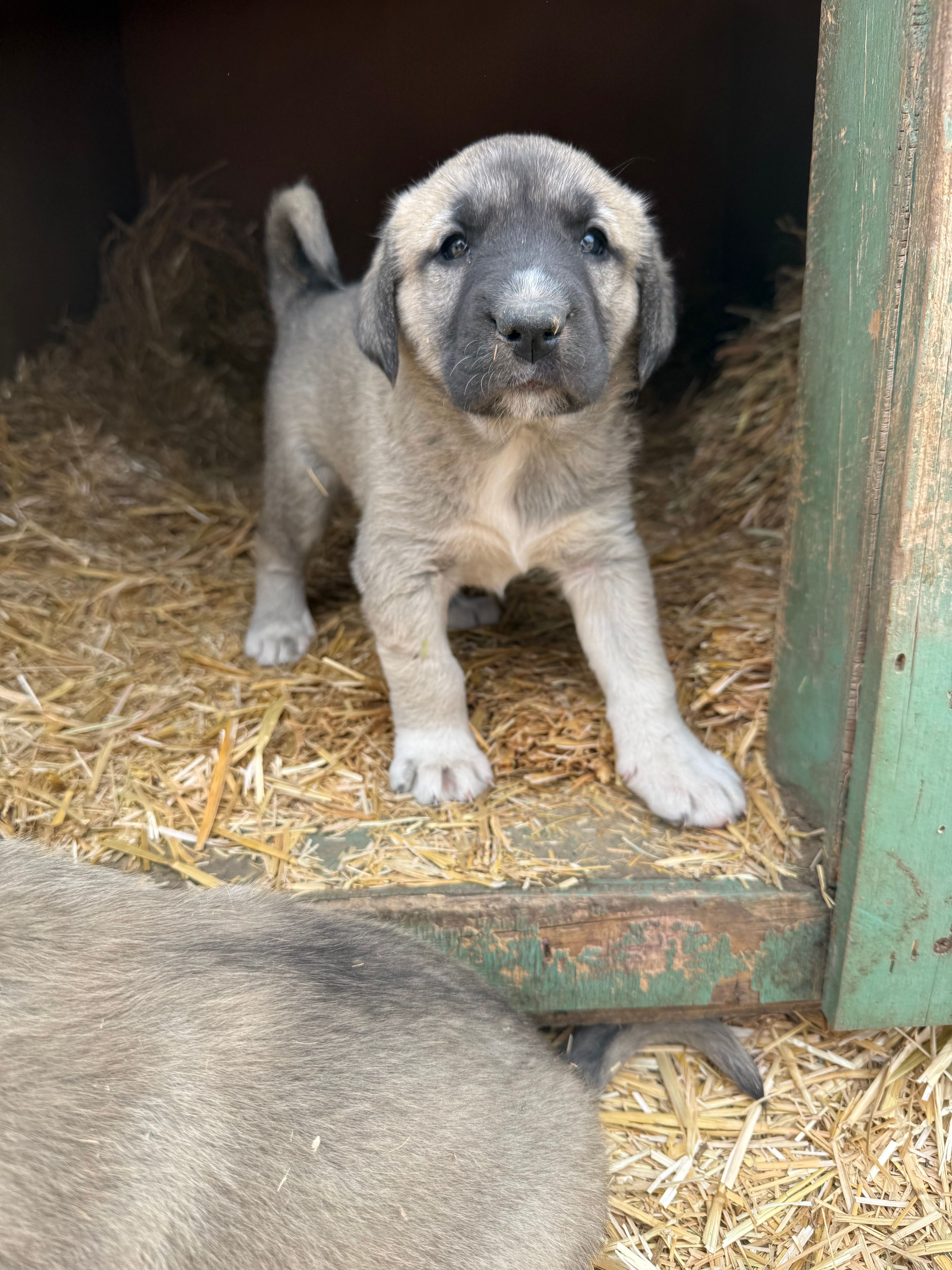 Lilly  – Anatolian Shepherd Dog, Kangal Dog puppy for sale in Montrose, CO