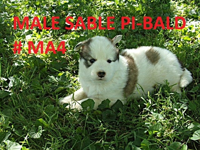 MA4 – Siberian Husky puppy for sale in Roaring River, NC