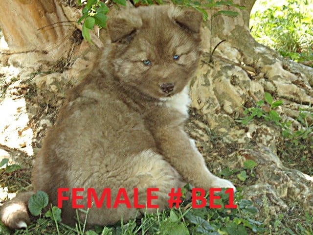 BE1 – Siberian Husky puppy for sale in Roaring River, NC
