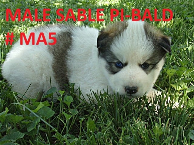 MA5 – Siberian Husky puppy for sale in Roaring River, NC