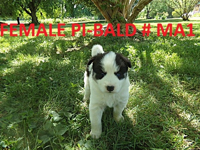 MA1 – Siberian Husky puppy for sale in Roaring River, NC
