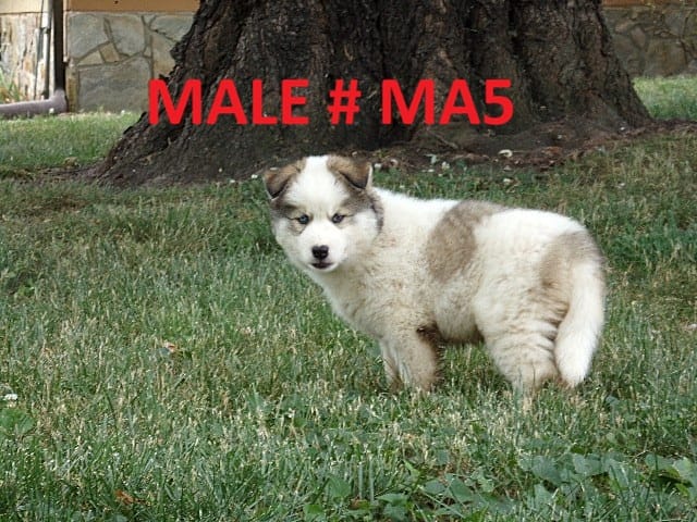 MA5 – Siberian Husky puppy for sale in Roaring River, NC