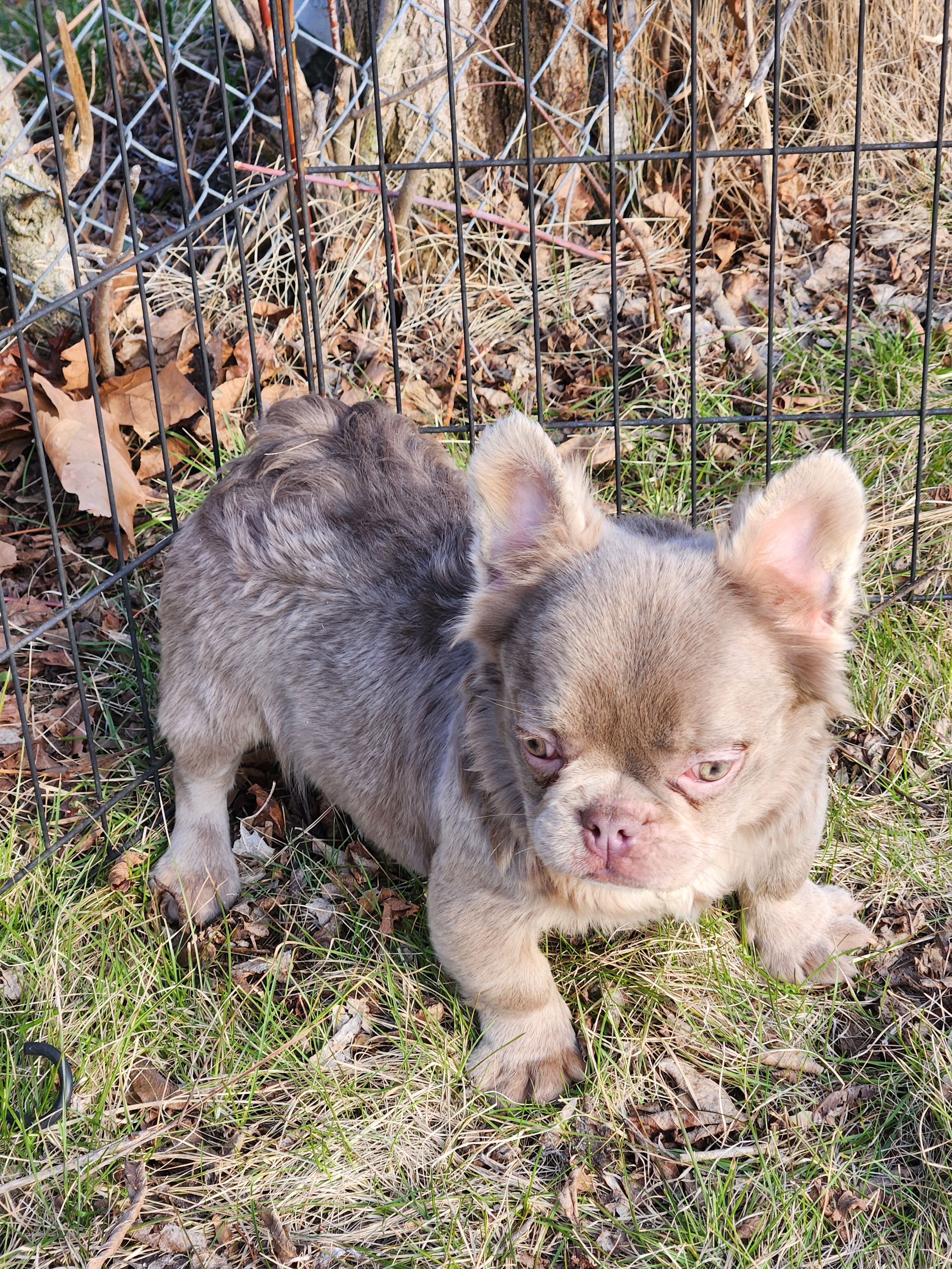 Riri – French Bulldog puppy for sale in Bloomfield Hills, MI
