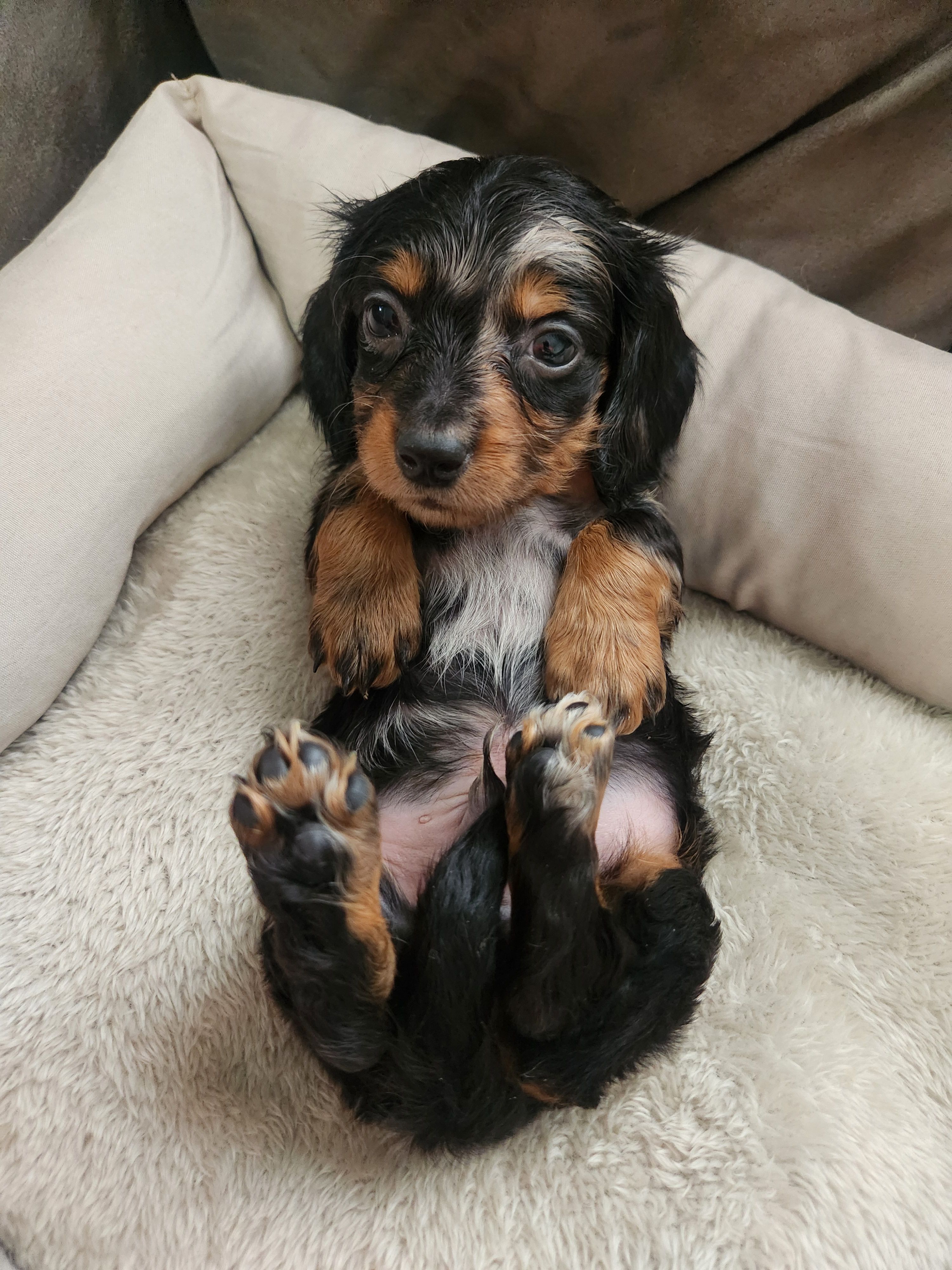 Cash – Dachshund puppy for sale in Bloomfield Hills, MI
