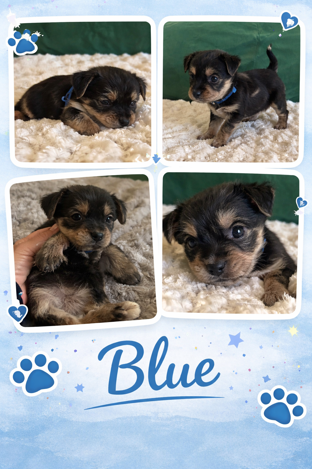 Blue – Yorkipoo puppy for sale in Charlotte, NC