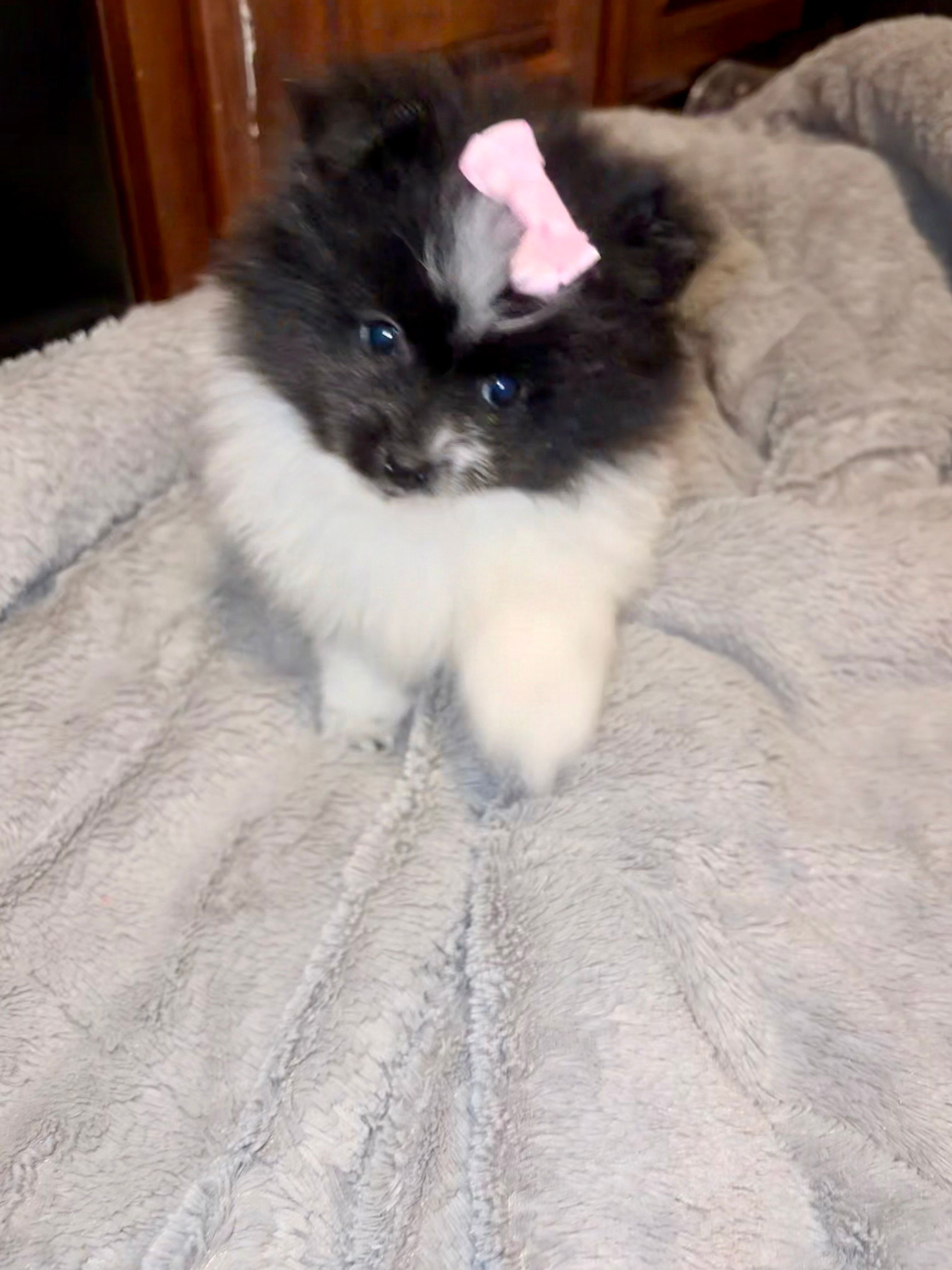 Pomeranian – Pomeranian puppy for sale in Greeley, CO
