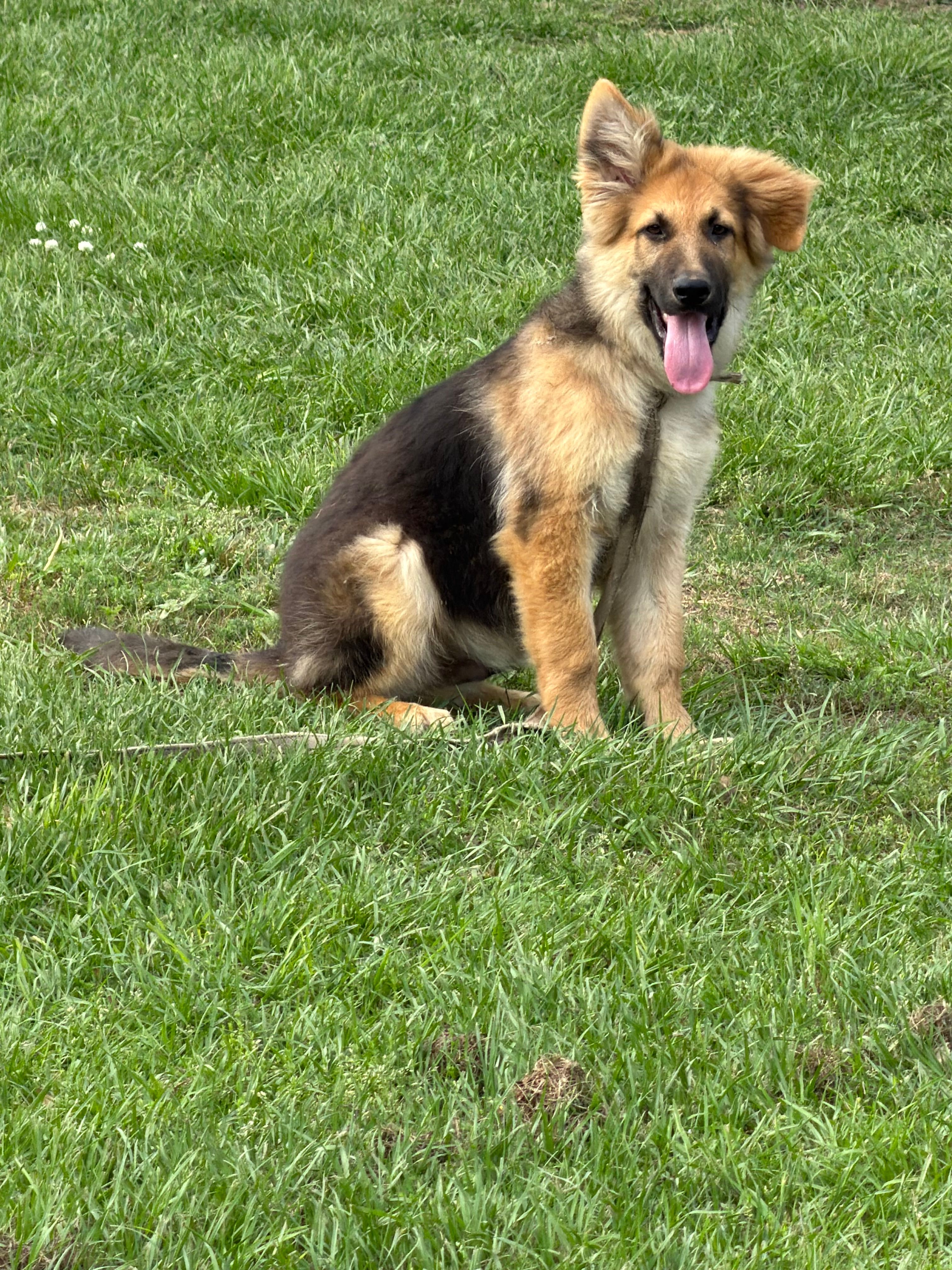 Luke – German Shepherd Dog puppy for sale in Lumberton, MS