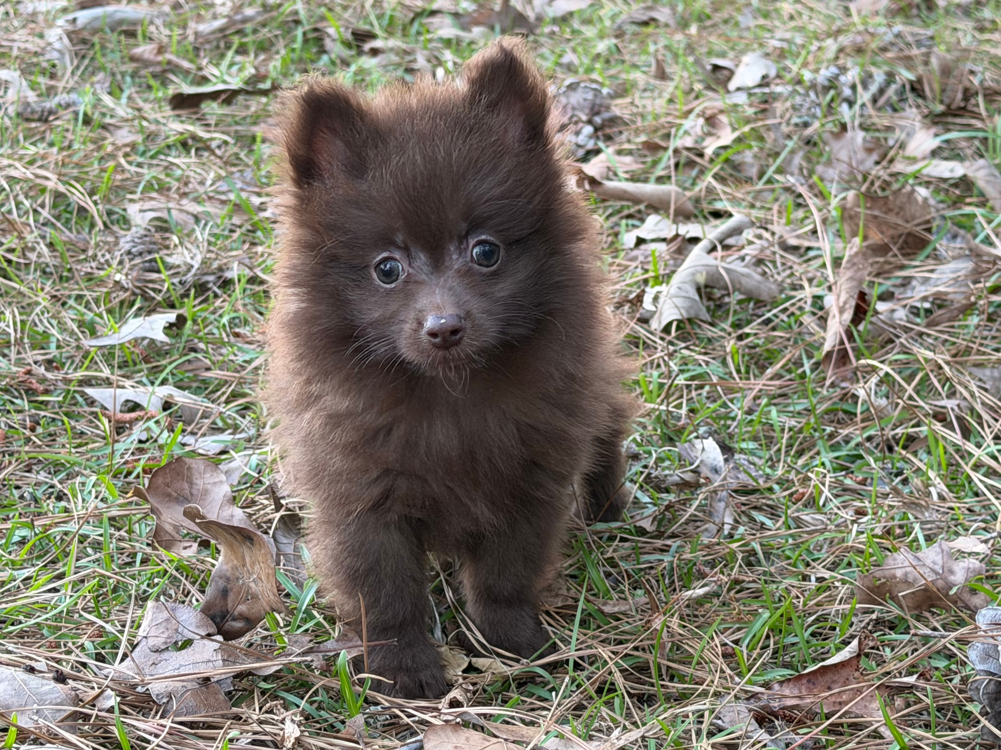 Cocoa  – Pomeranian puppy for sale in Lumberton, MS