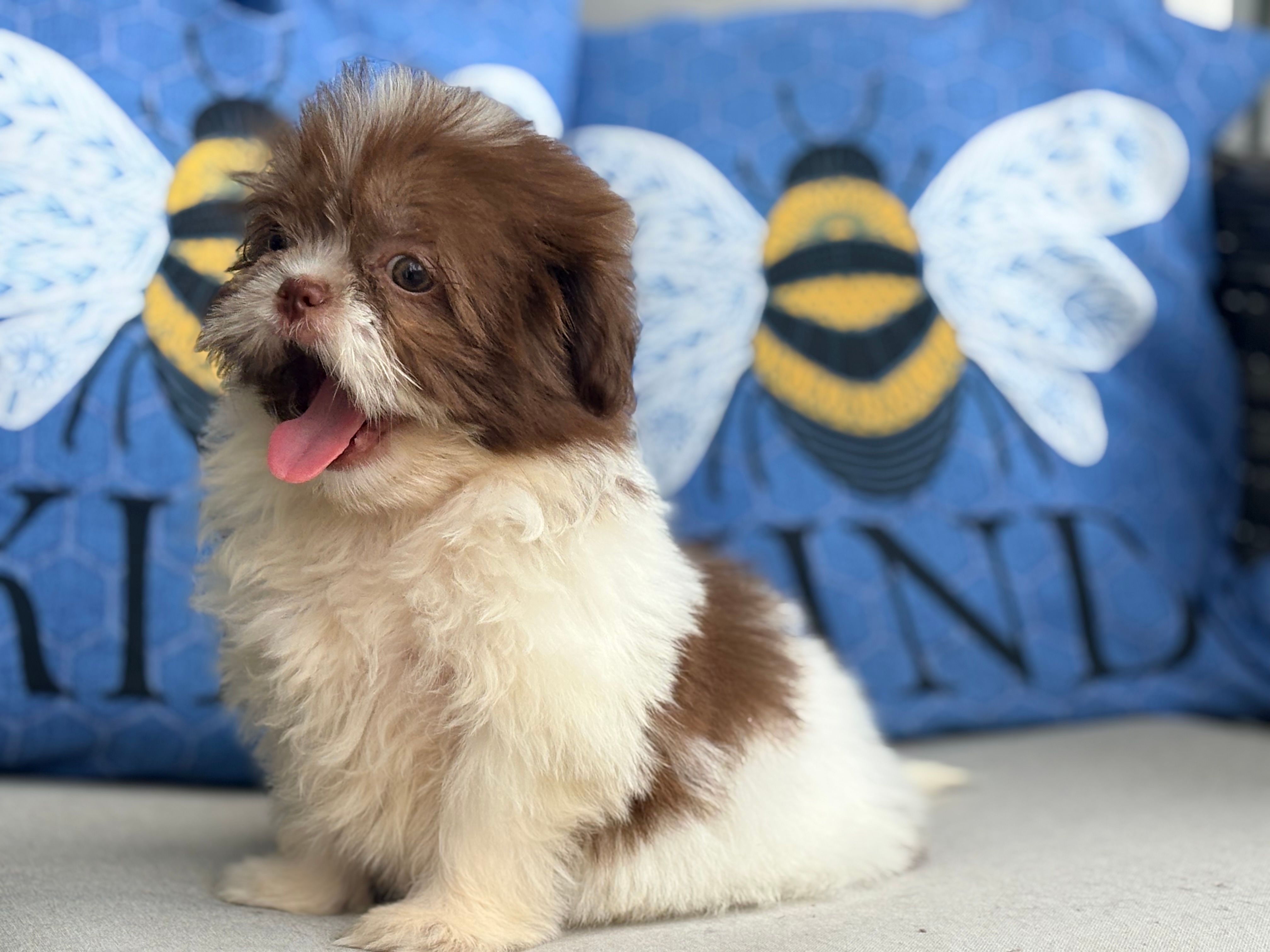 Pebbles  – Shih Tzu puppy for sale in Denton, NC
