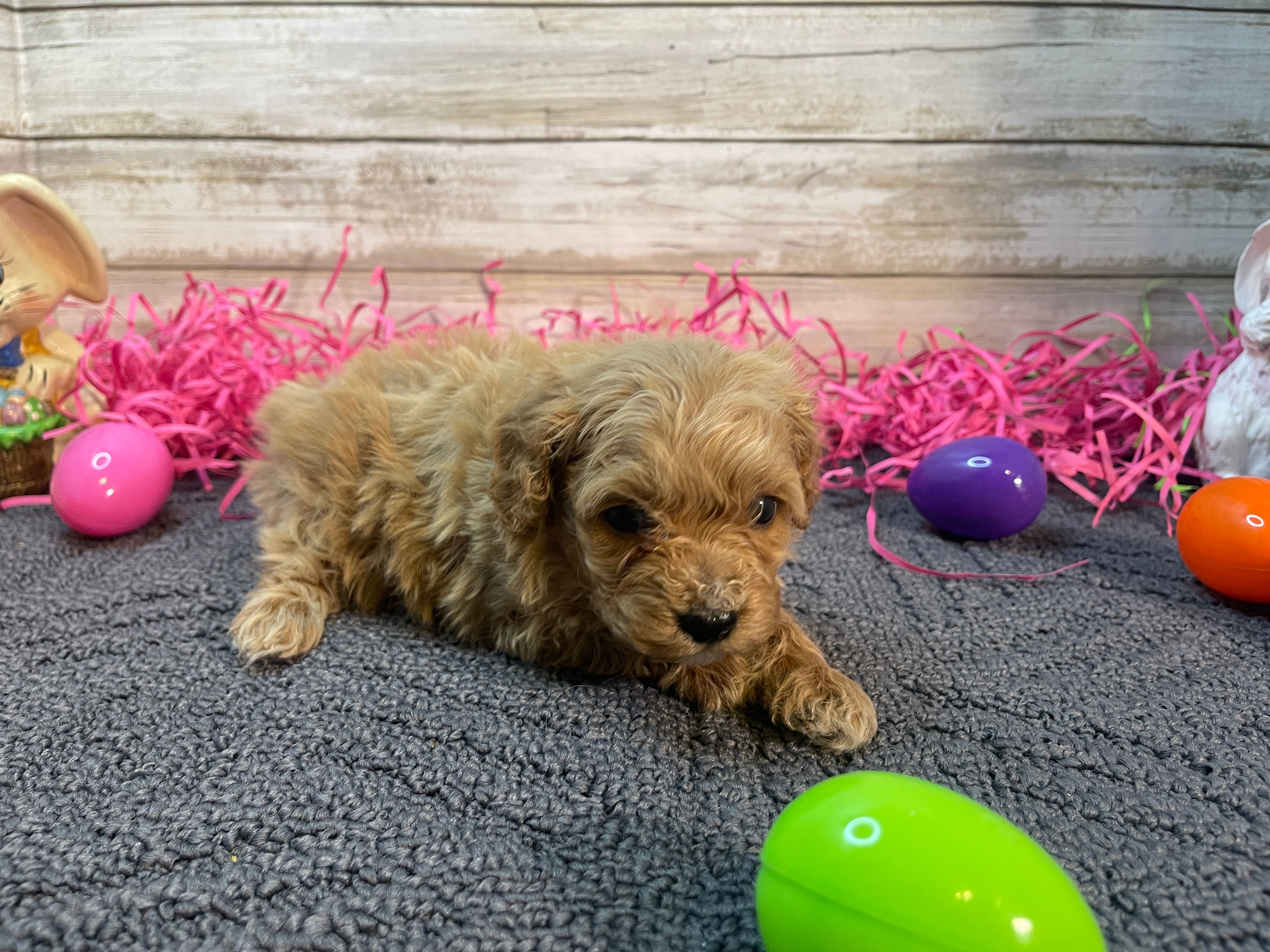 Thurston – Cavapoo, Cavalier King Charles Spaniel puppy for sale in Fulton, KS