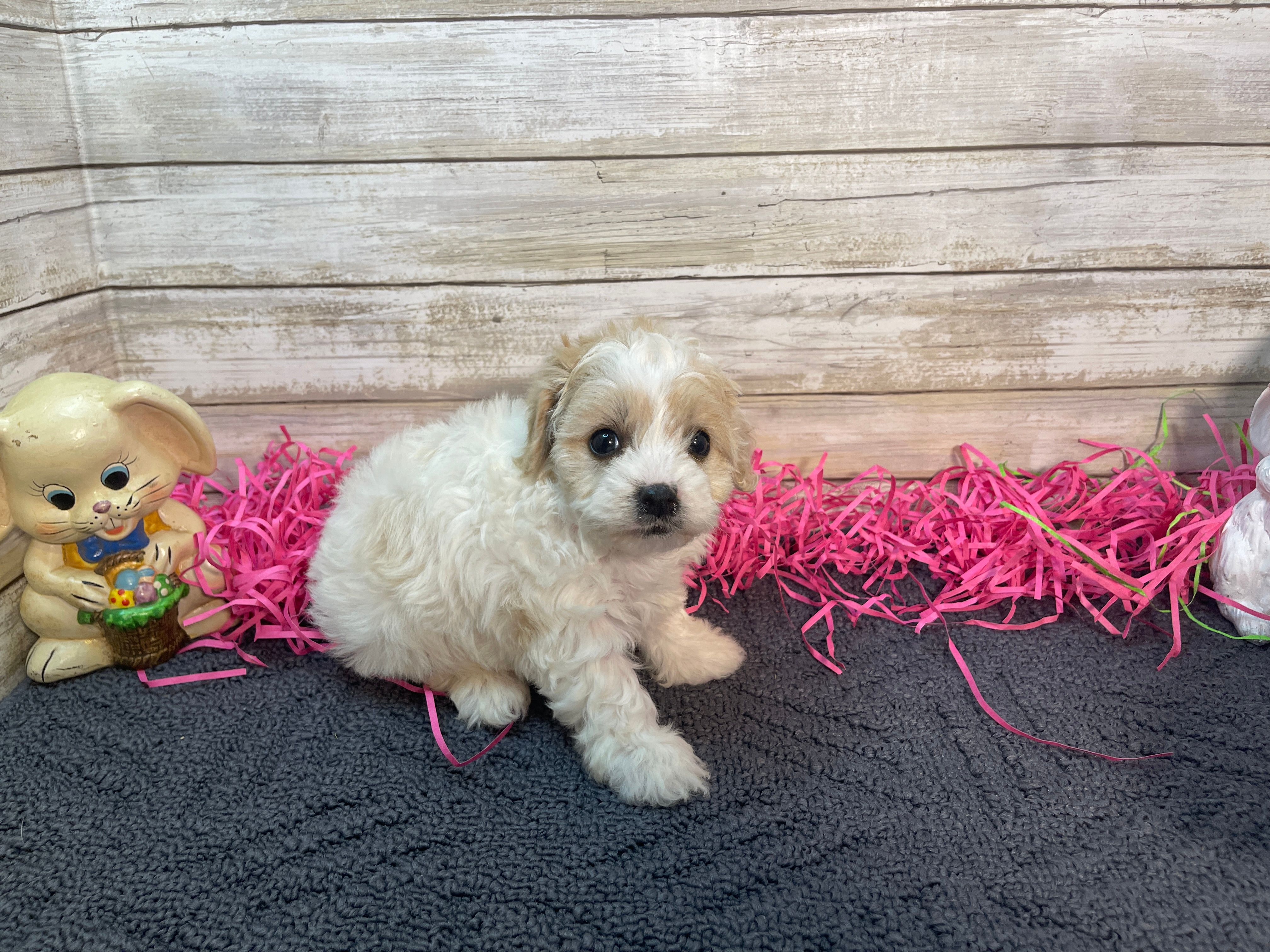 Jan – Cavapoo, Cavalier King Charles Spaniel puppy for sale in Fulton, KS