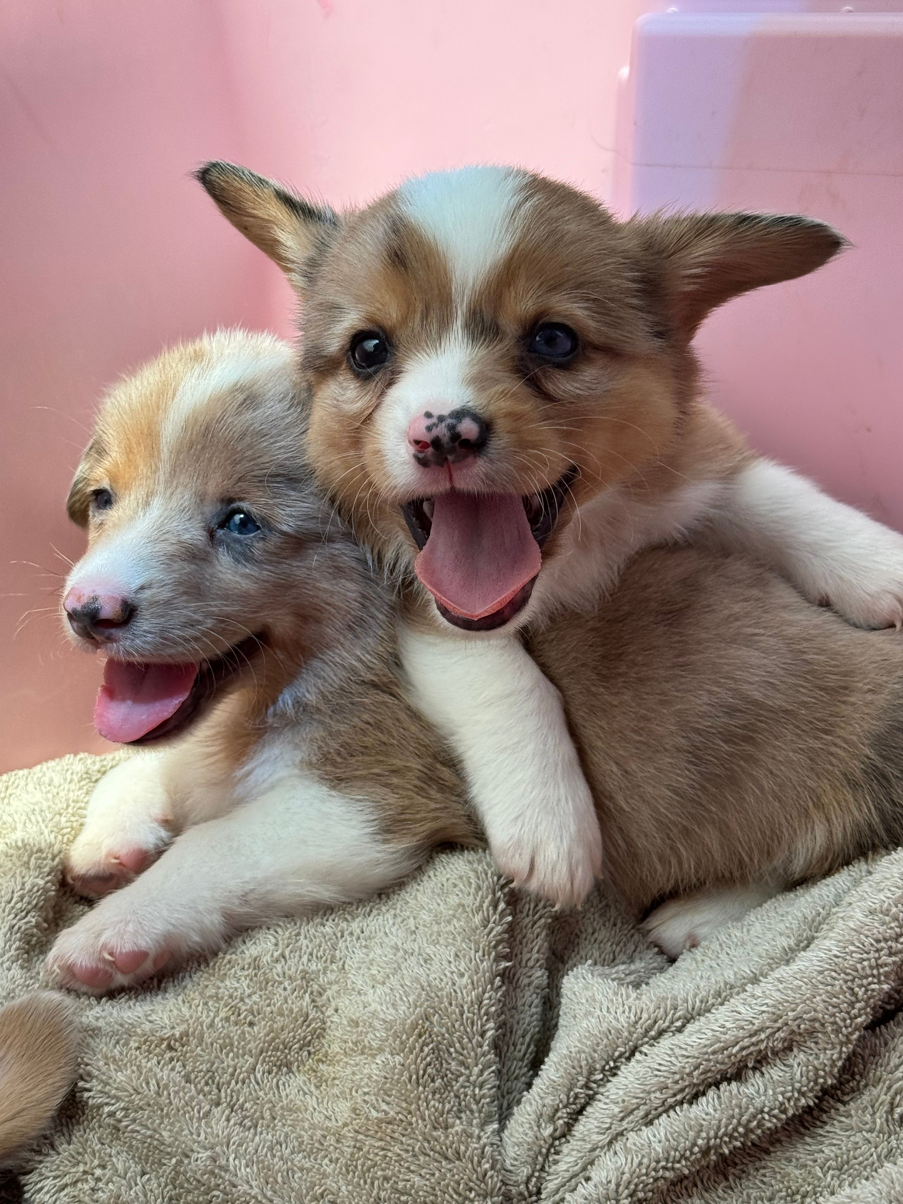 CKC Red Merle male 1 blue eye – Pembroke Welsh Corgi puppy for sale in Weaverville, NC