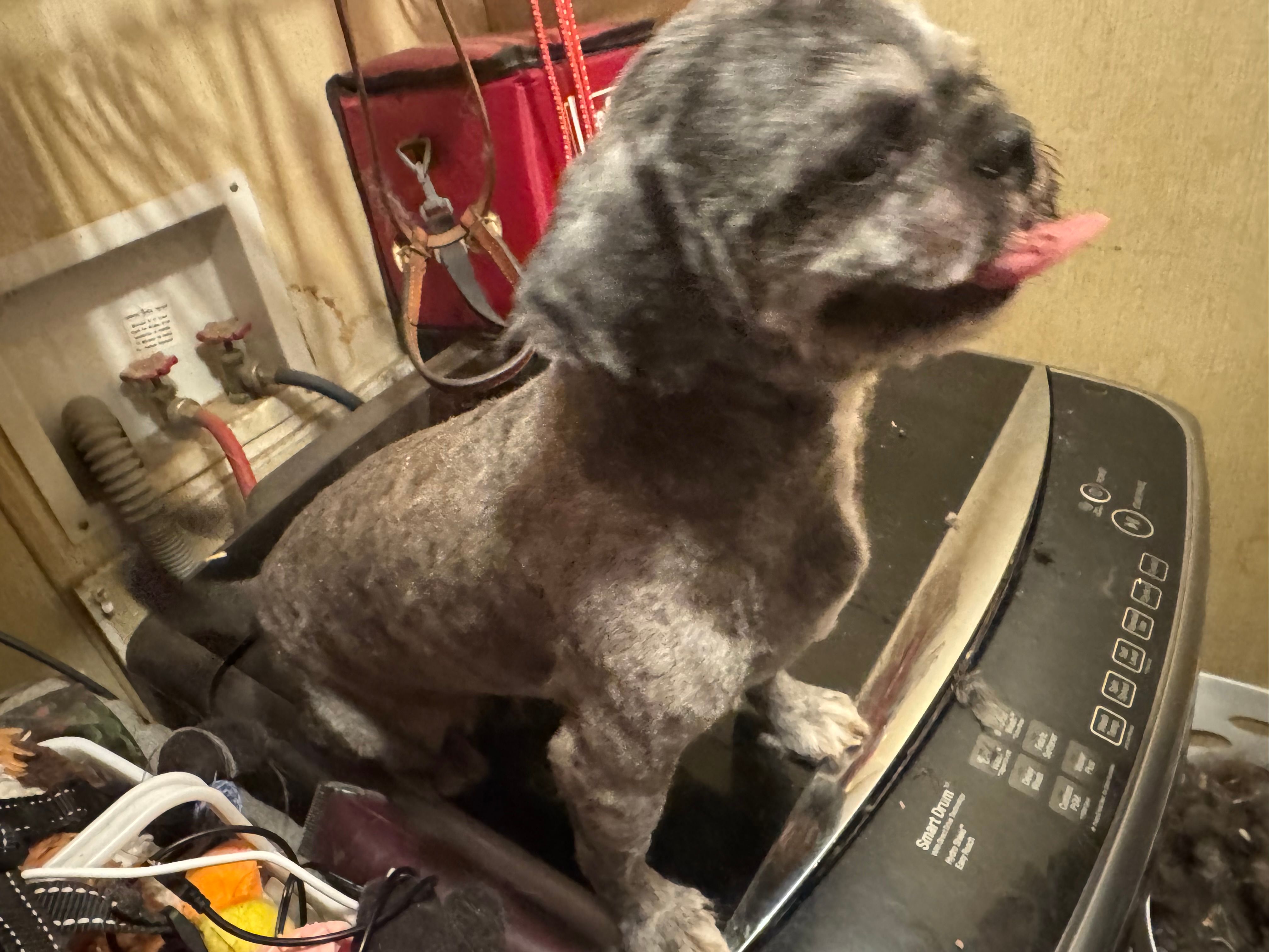 Digger  – Shih Tzu puppy for sale in Weaverville, NC