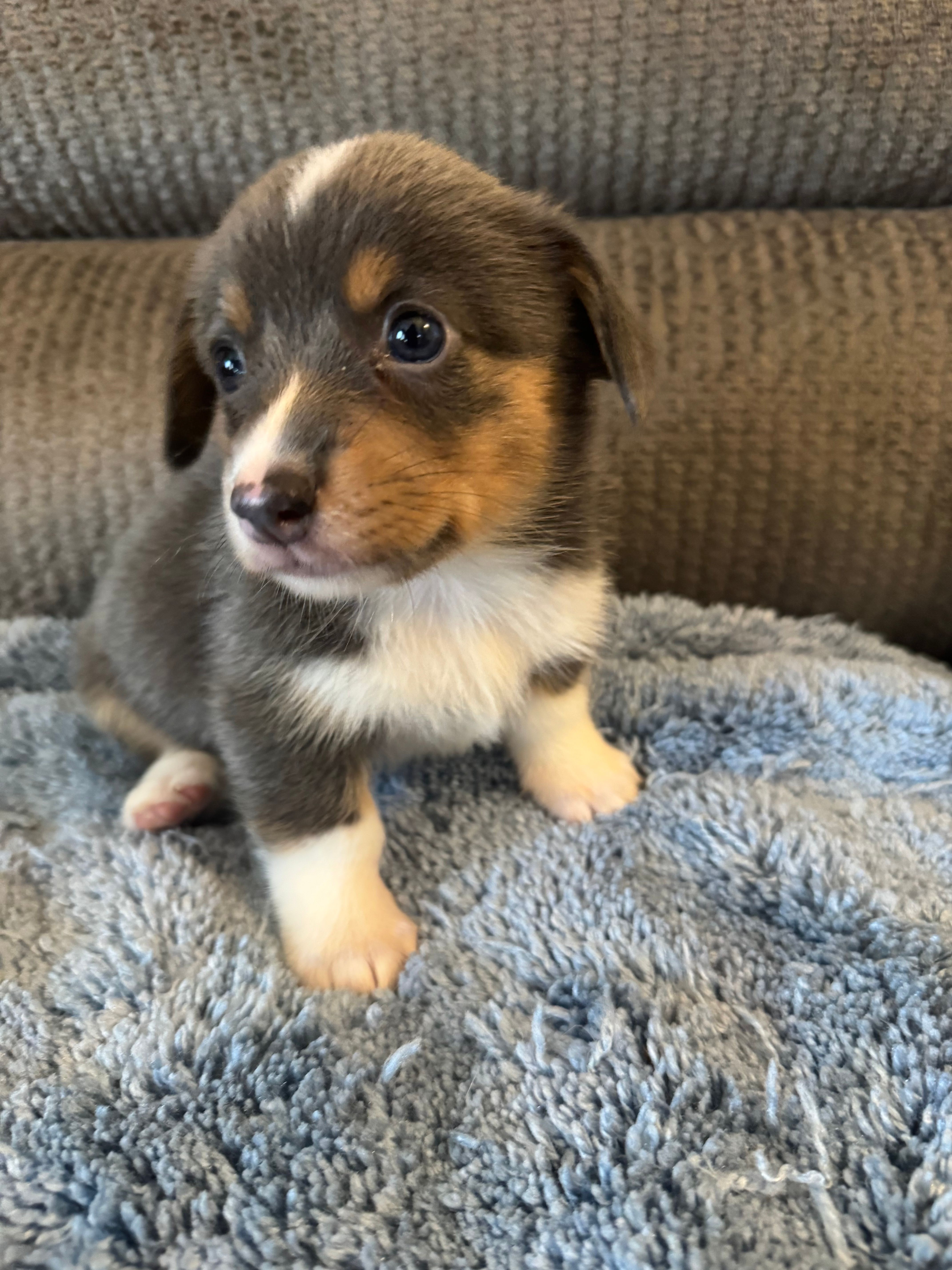 CKC registered Bluie tri female – Pembroke Welsh Corgi puppy for sale in Weaverville, NC