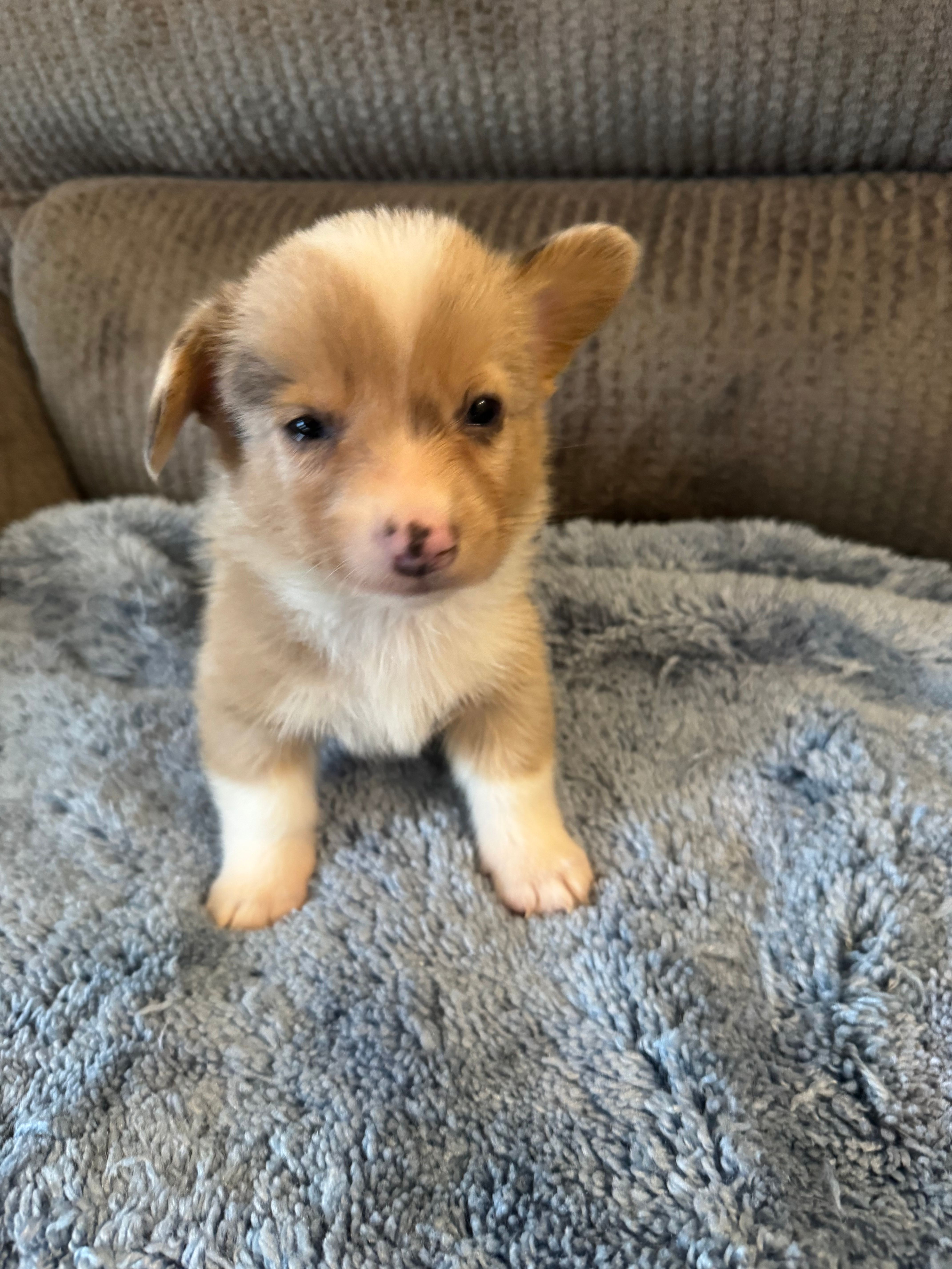CKC Fawn/Isabella Merle male 2 Both eyes blue!! – Pembroke Welsh Corgi puppy for sale in Weaverville, NC