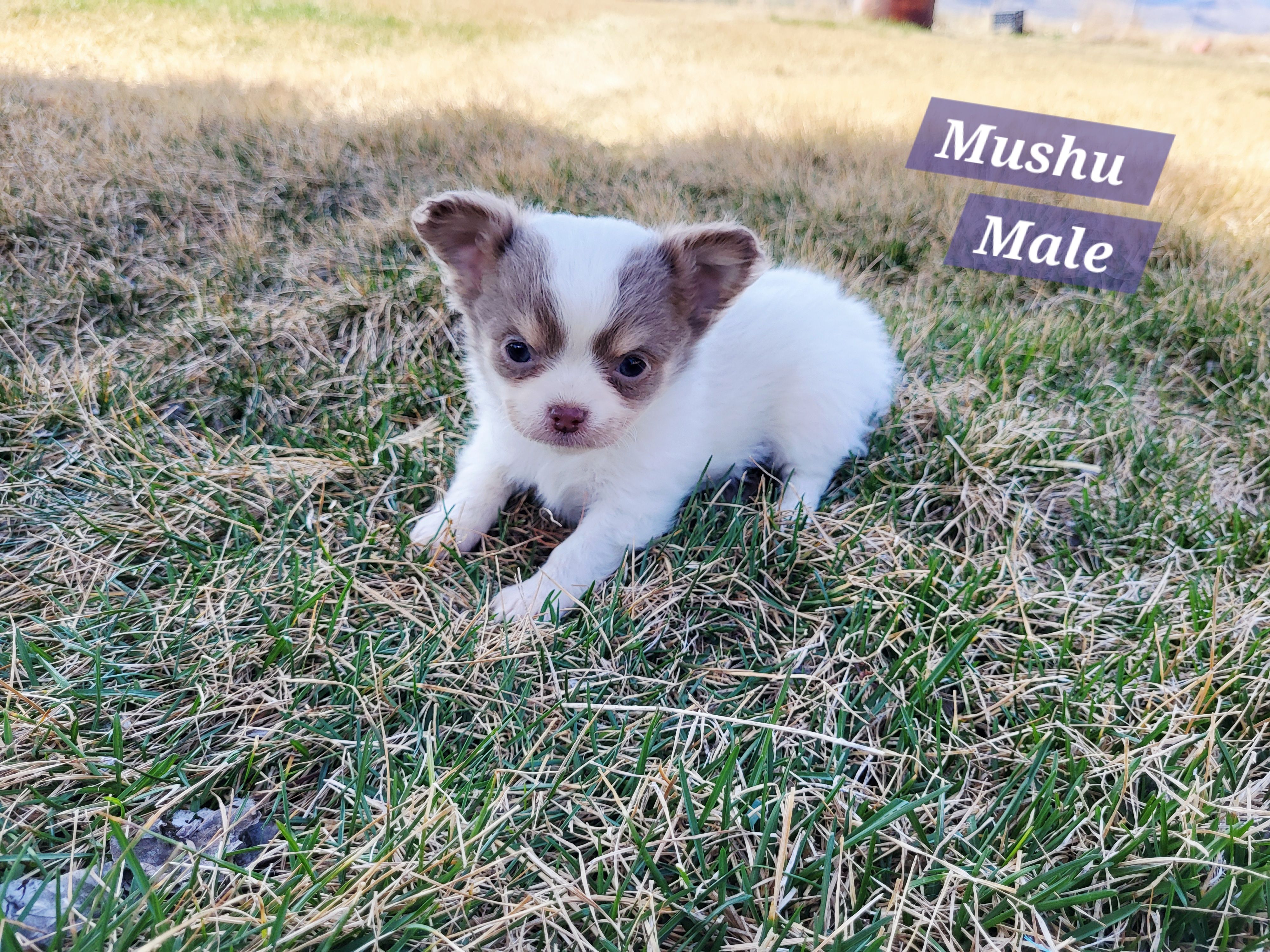 Mushu – Chihuahua puppy for sale in Moore, ID