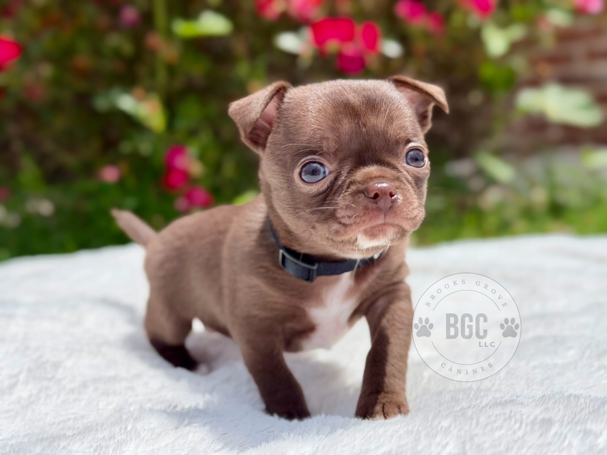 Quill – Chihuahua puppy for sale in Forsyth, GA