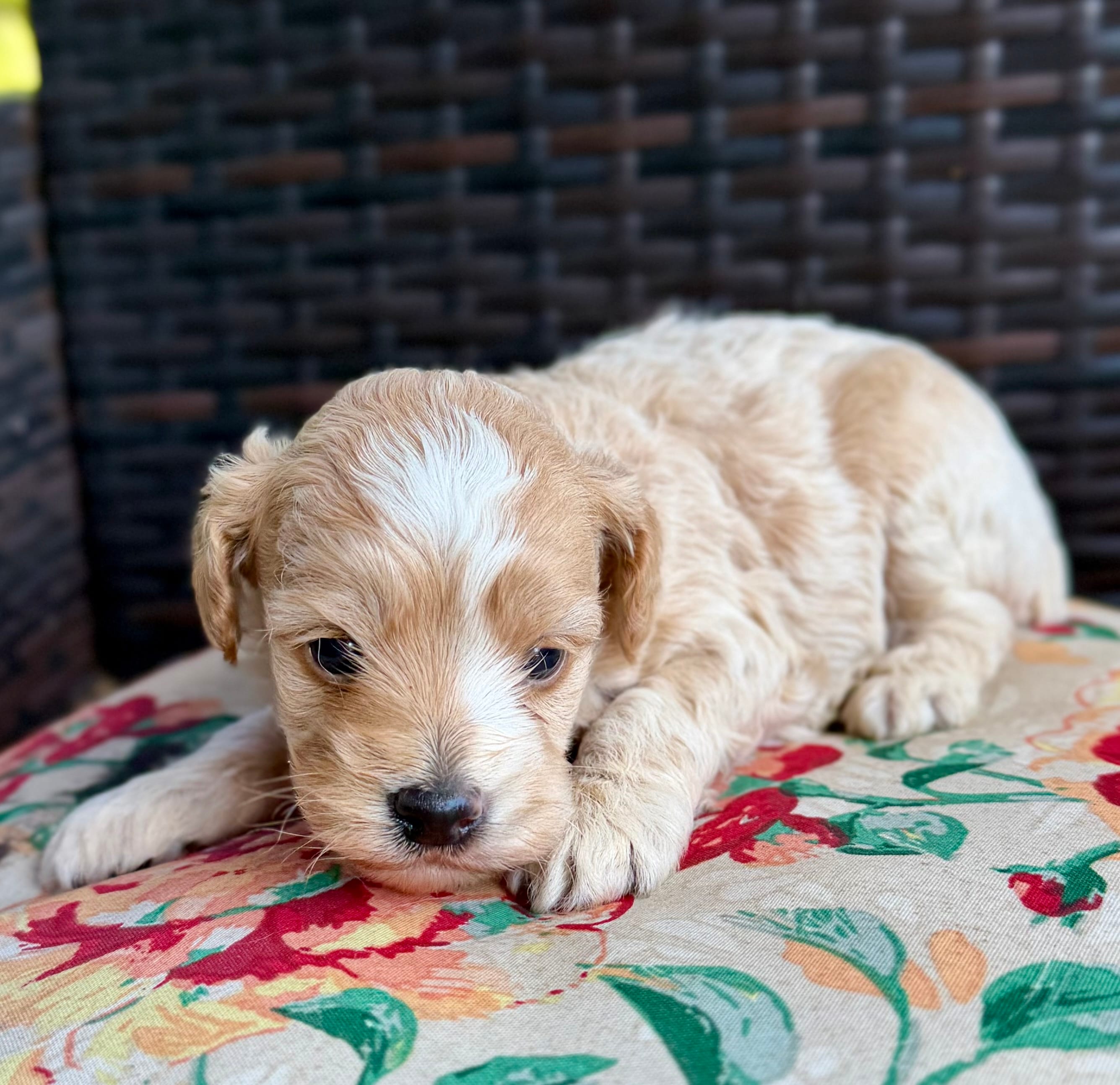 Bella – Cockapoo puppy for sale in Wellford, SC