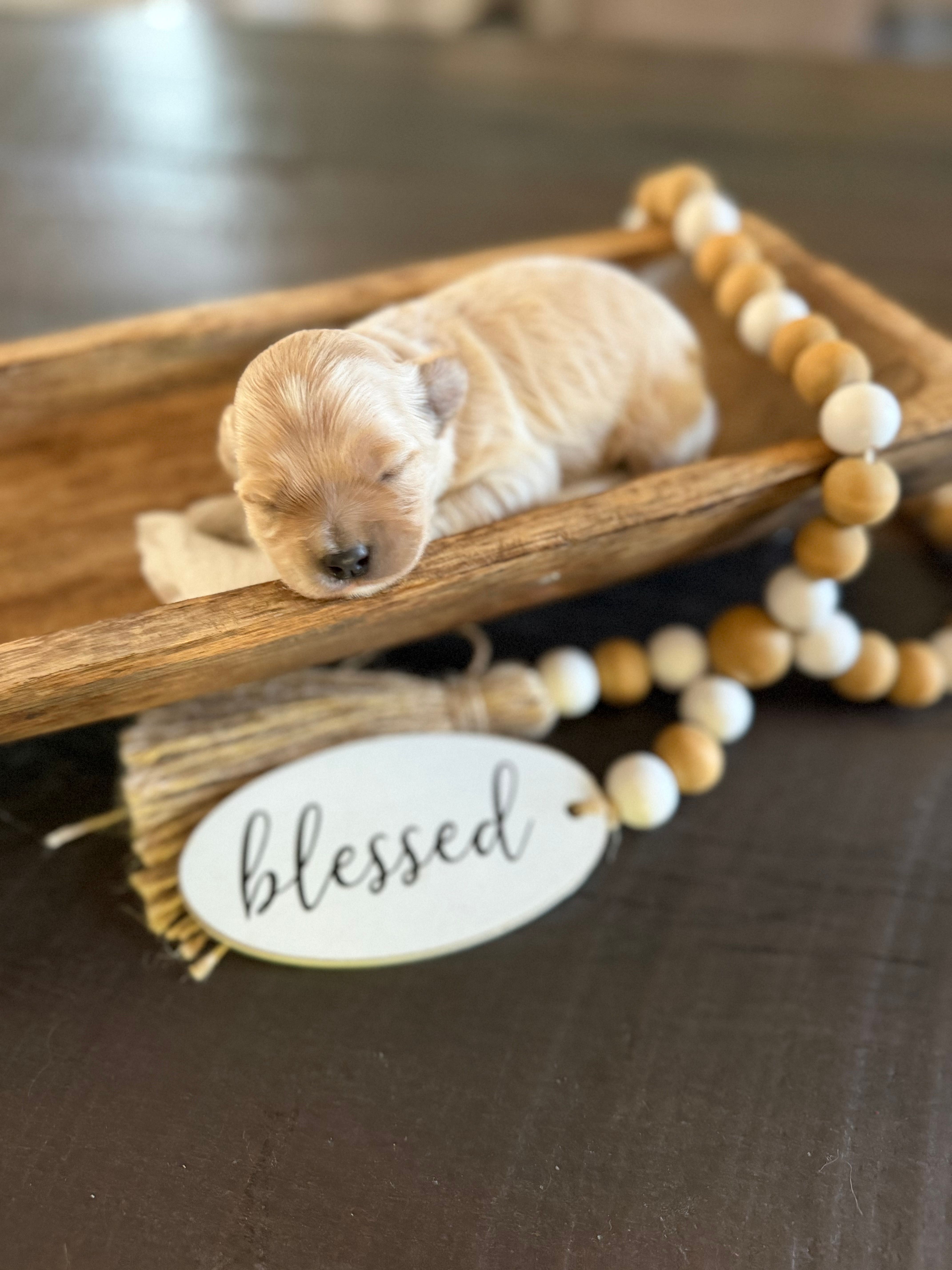 Nella – Cockapoo puppy for sale in Wellford, SC