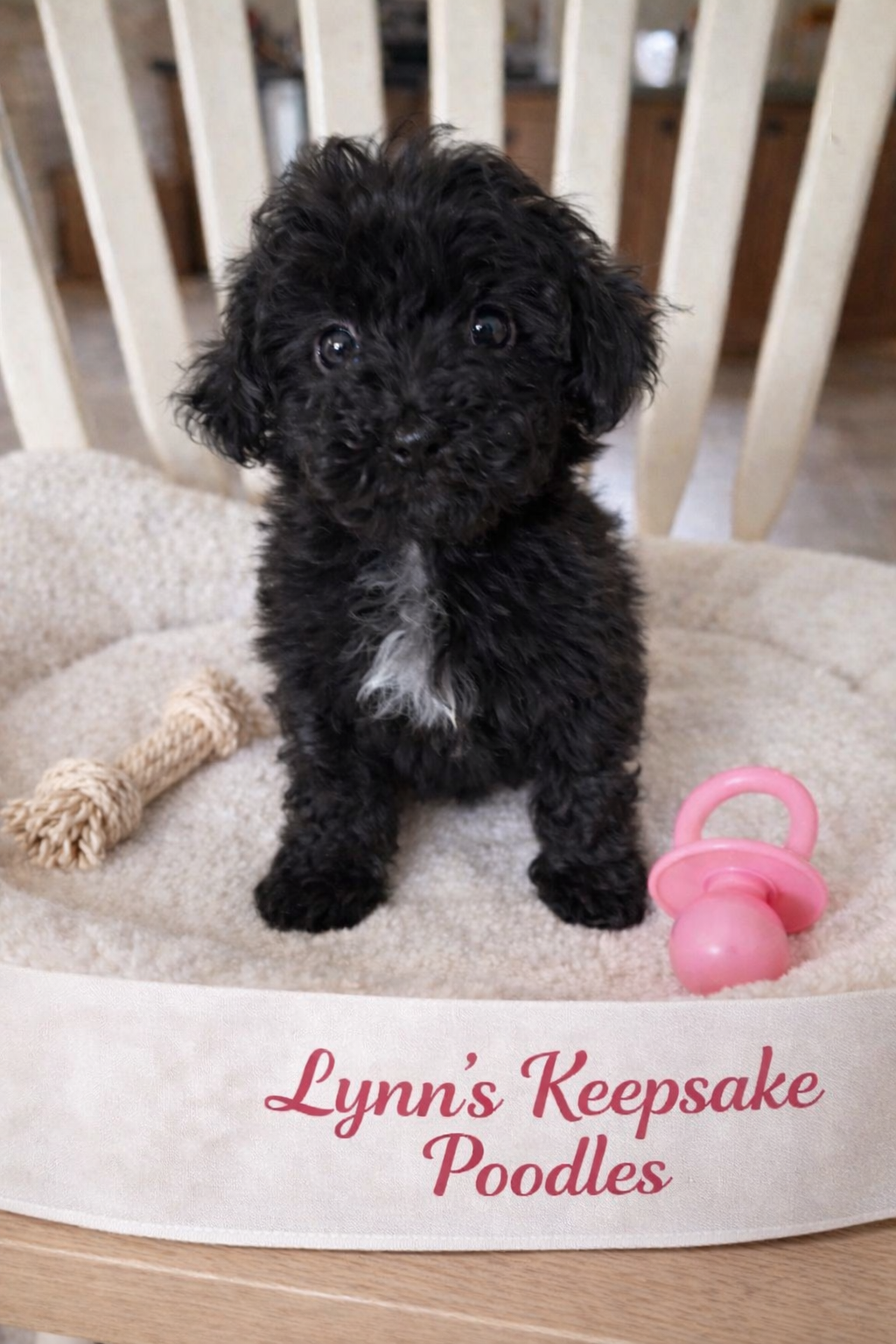 SNIPPET – Poodle - Toy  puppy for sale in Lebanon, MO