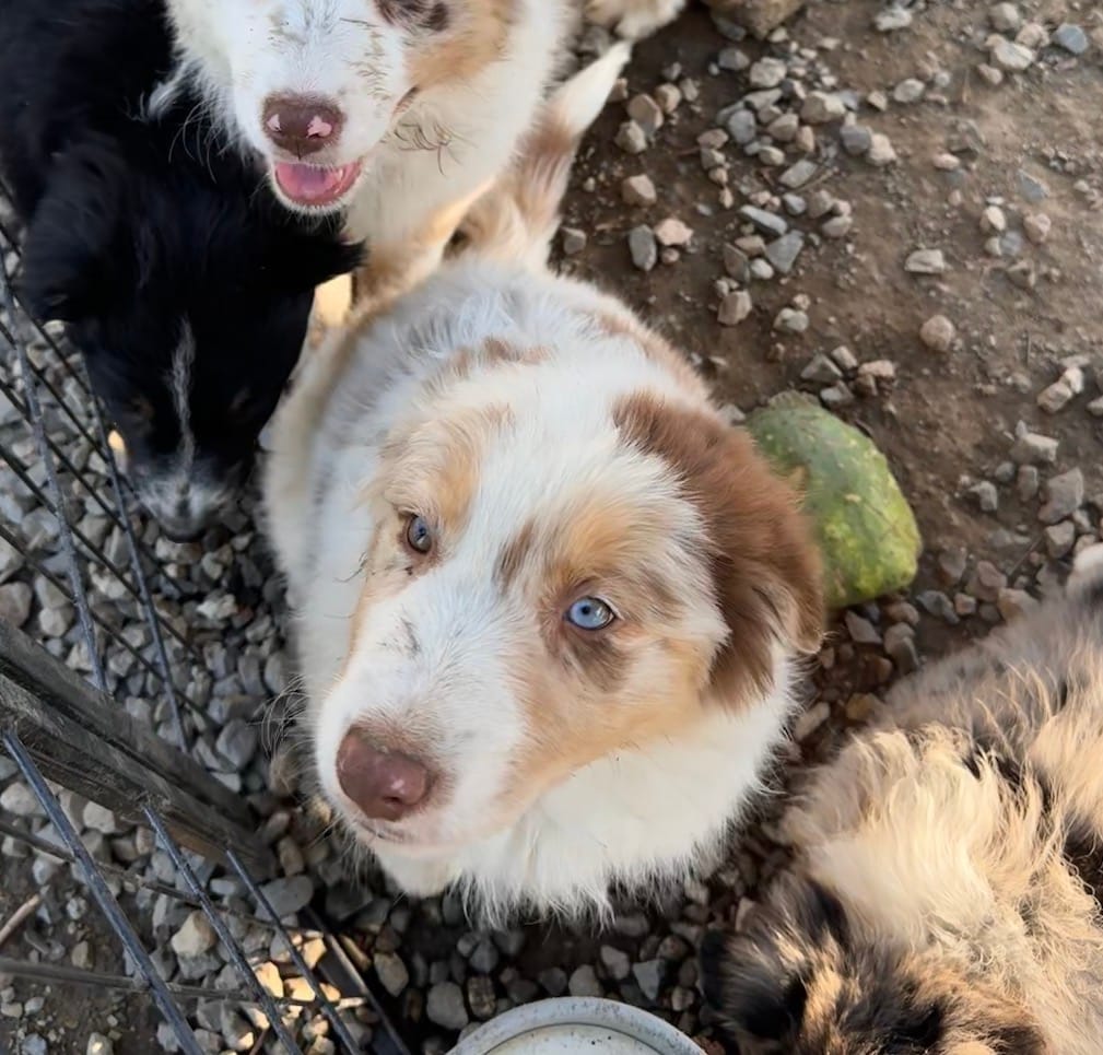 Freckles  – Australian Shepherd puppy for sale in Chino, CA