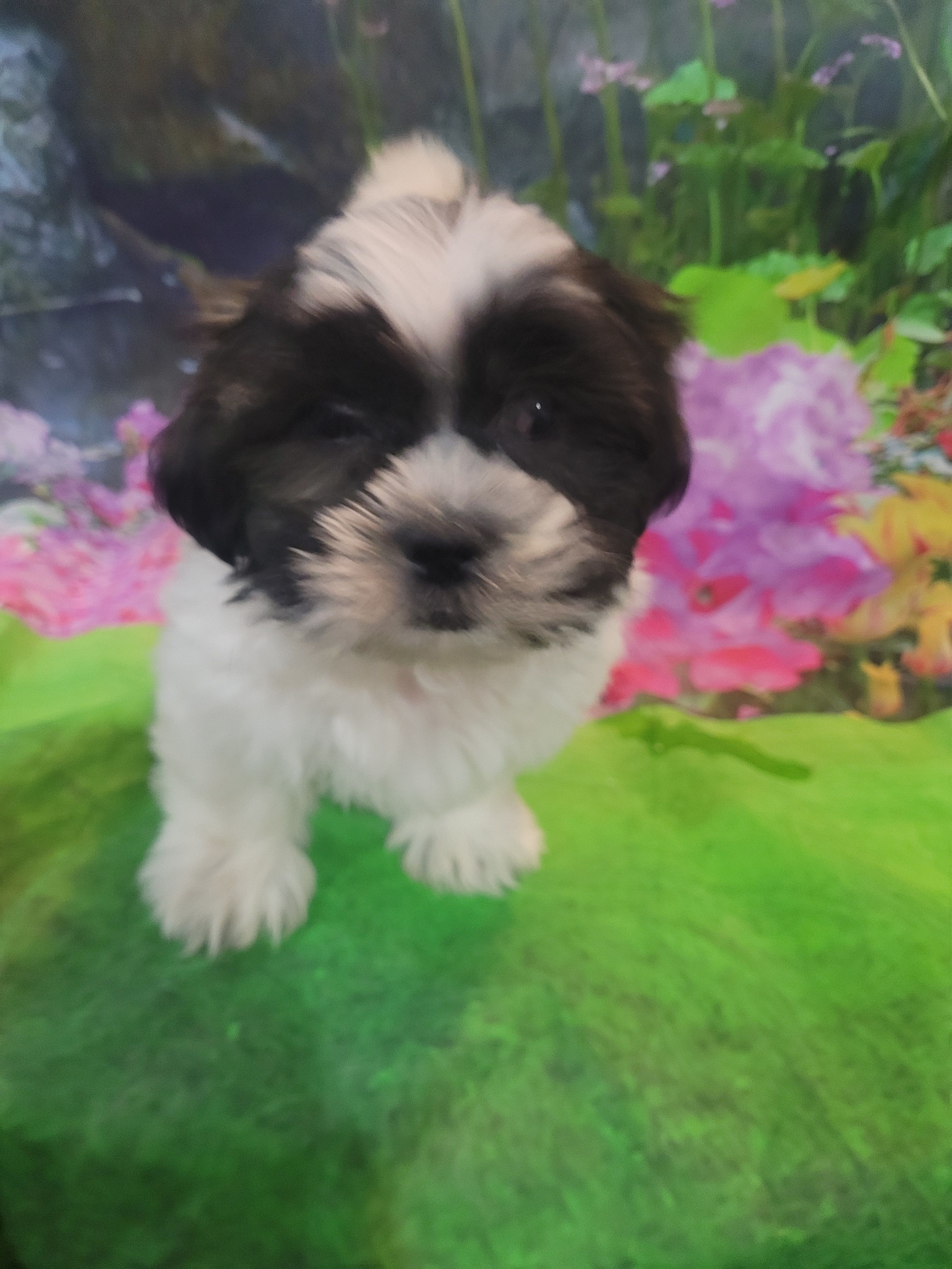 Ted – Shichon puppy for sale in Pillager, MN