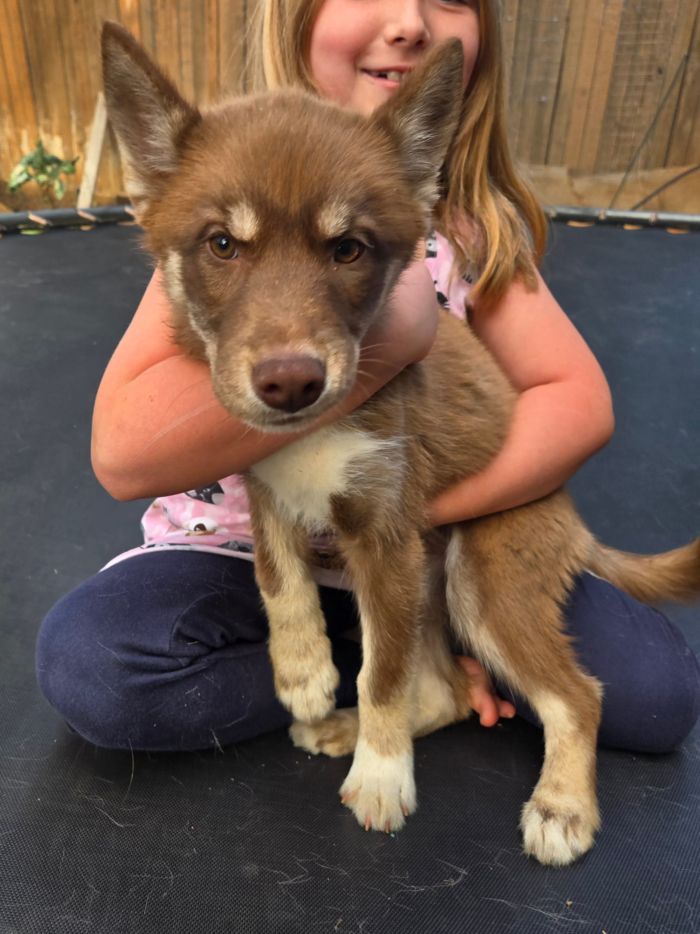 Jeri – Siberian Husky puppy for sale in Menifee, CA