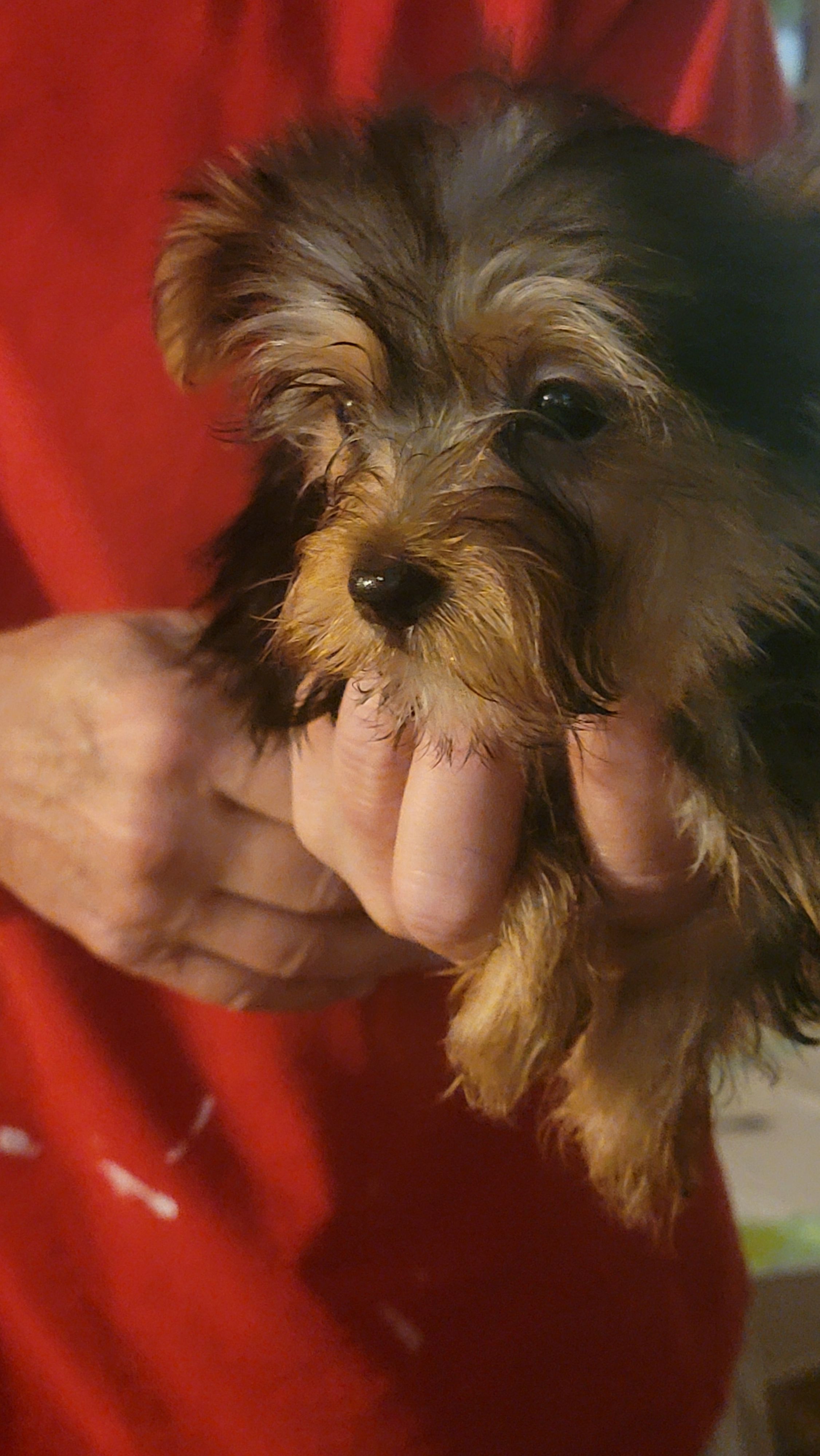 Henlee – Yorkshire Terrier puppy for sale in Young Harris, GA