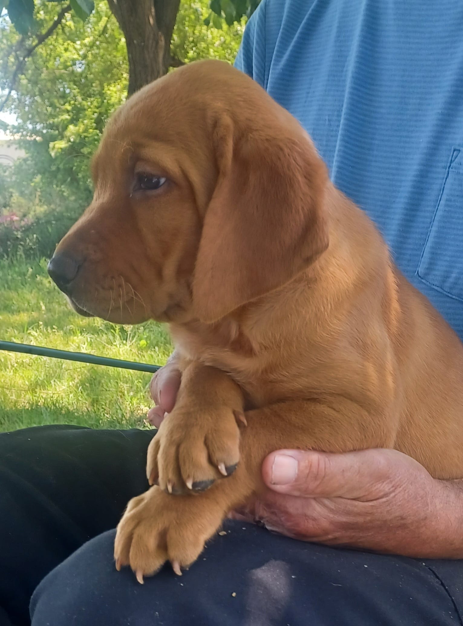 Diesel – Labrador Retriever puppy for sale in Walton, KS