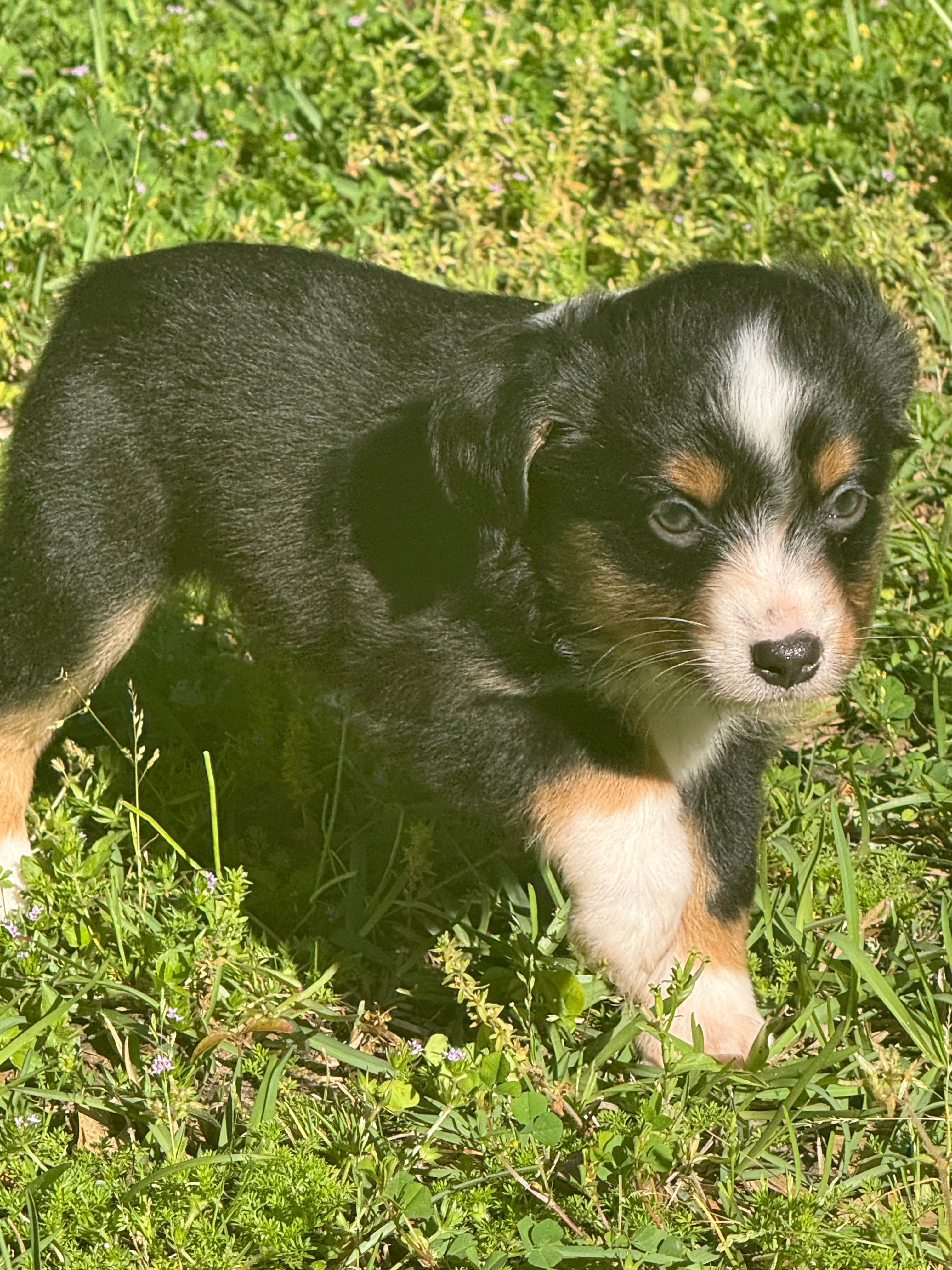 Deliah – Miniature American Shepherd puppy for sale in Houston, TX